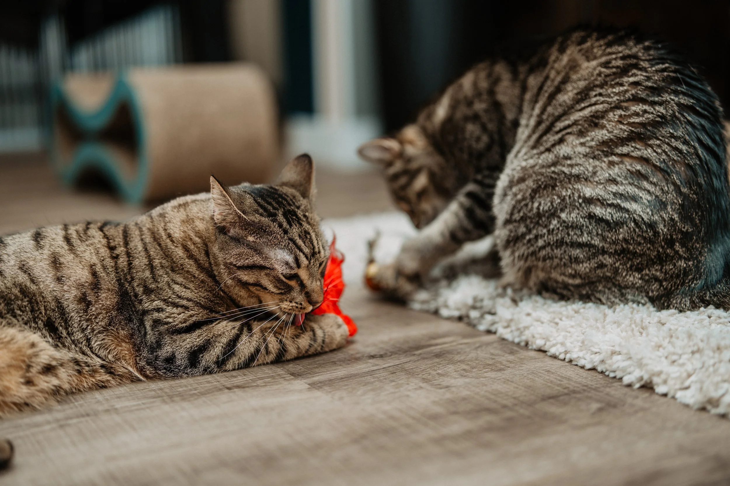 Best of Miso Sony-158.jpg