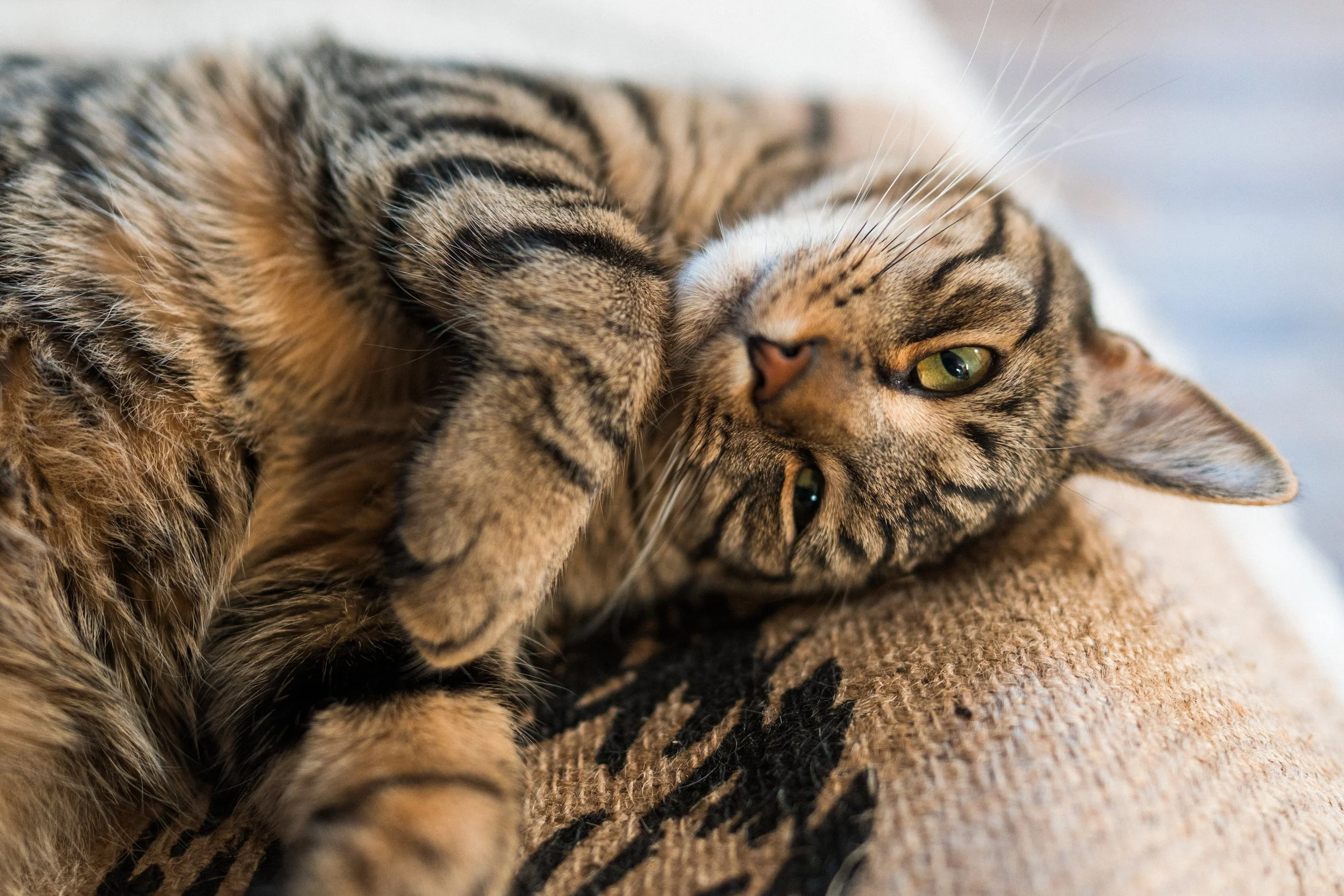 Best of Miso Sony-153.jpg