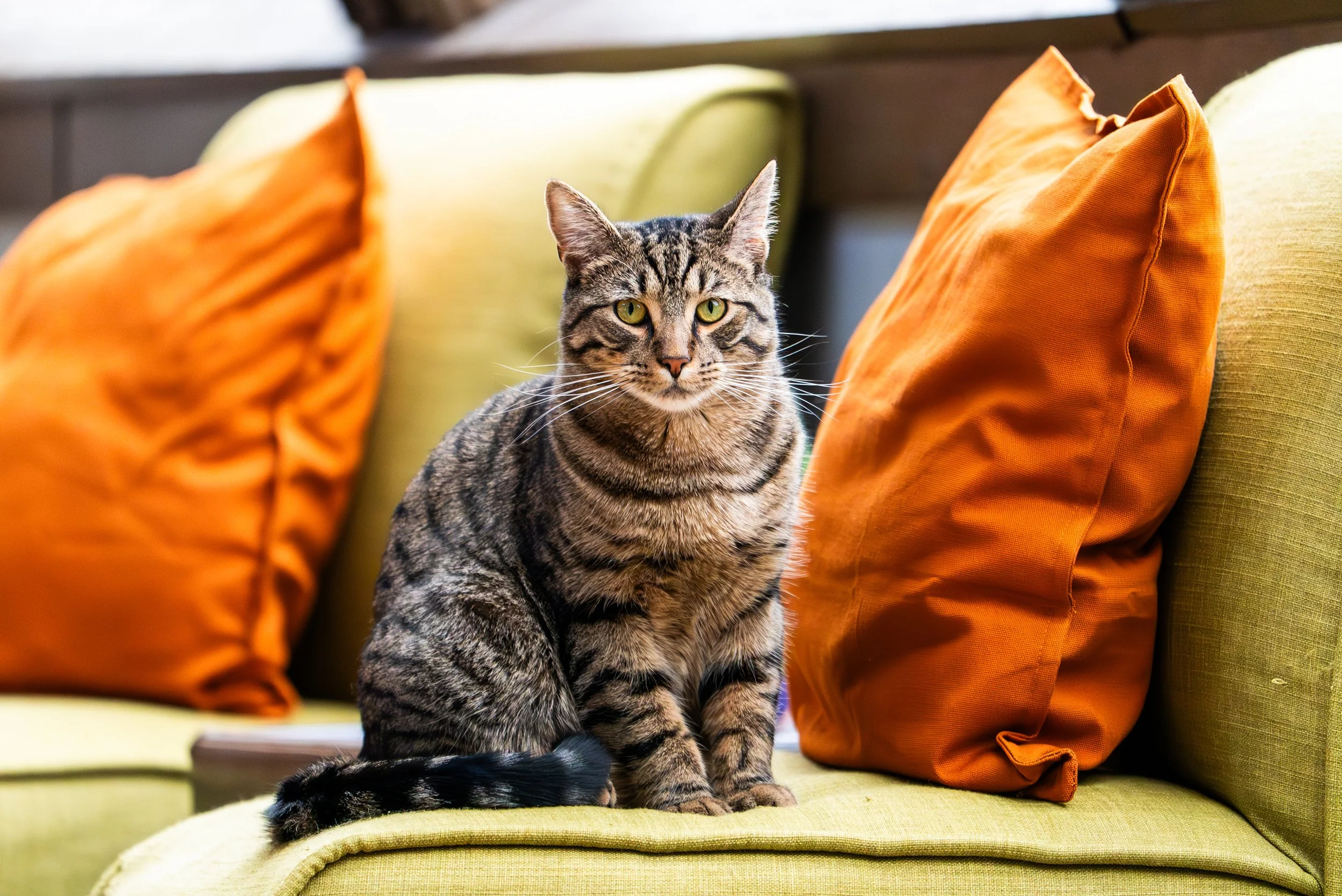 Best of Miso Sony-148.jpg