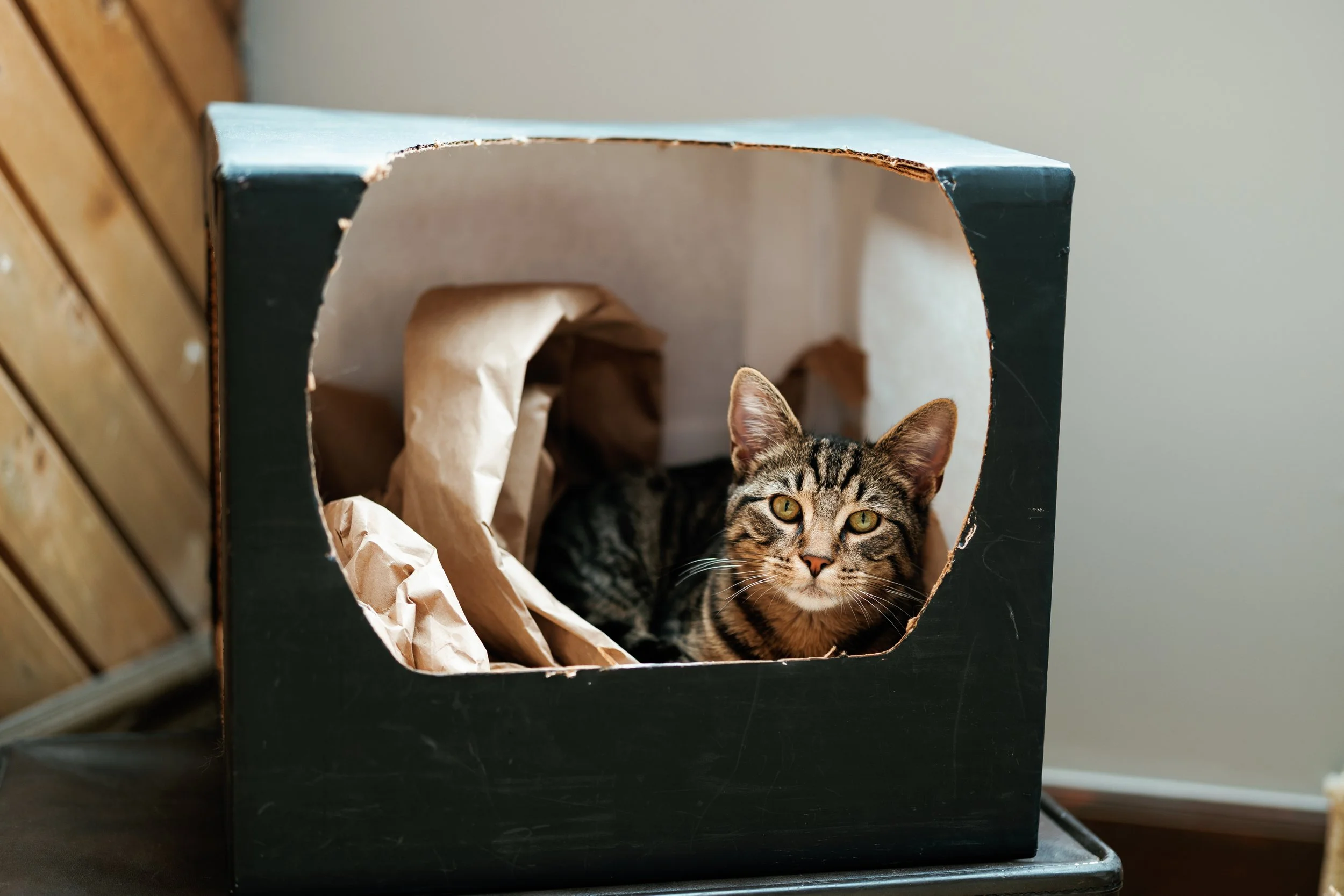 Best of Miso Sony-143.jpg