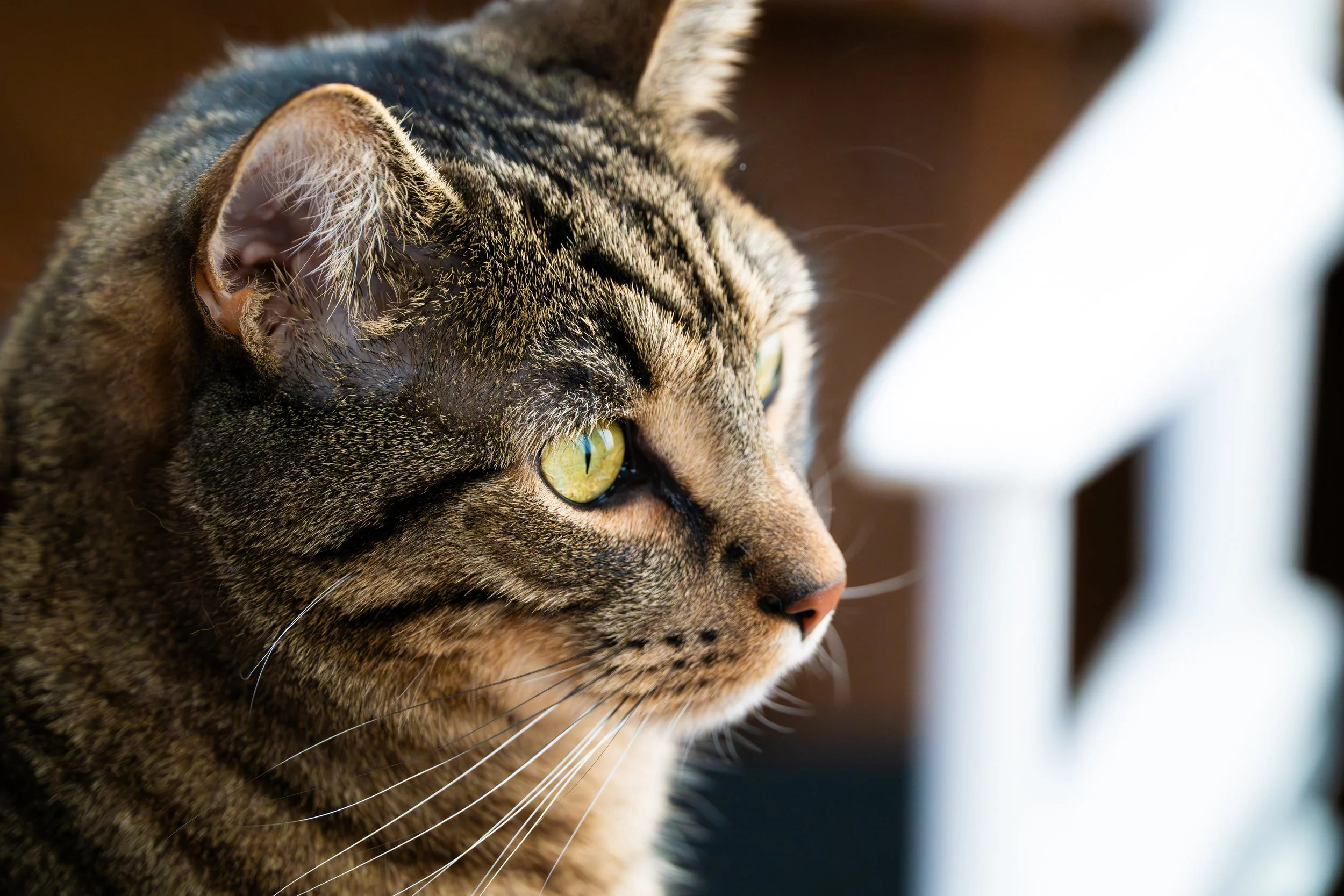 Miso:  A Little Man with a Big Heart
