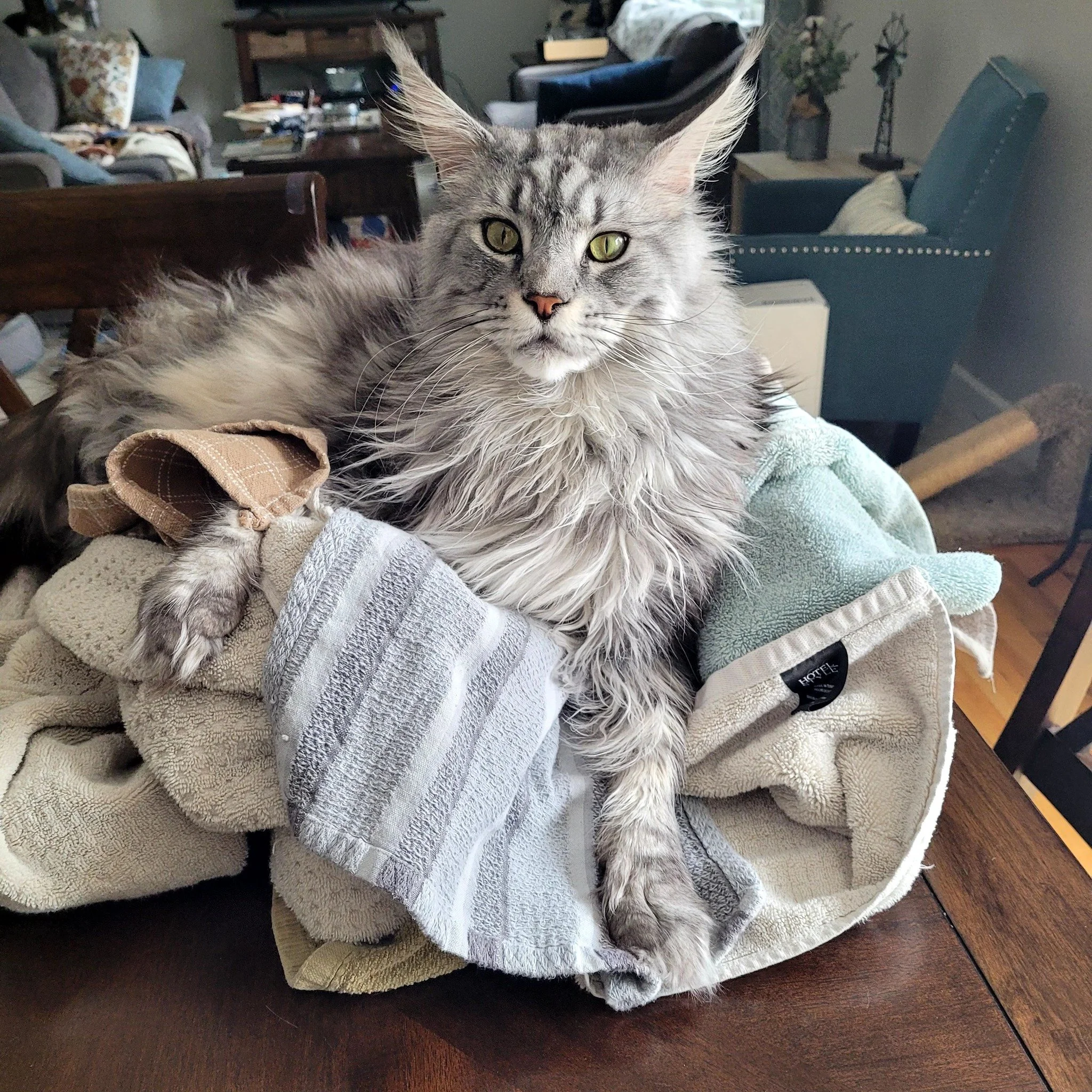 Large gray tabby Maine coon cat lying on a pile of towels on top of a table