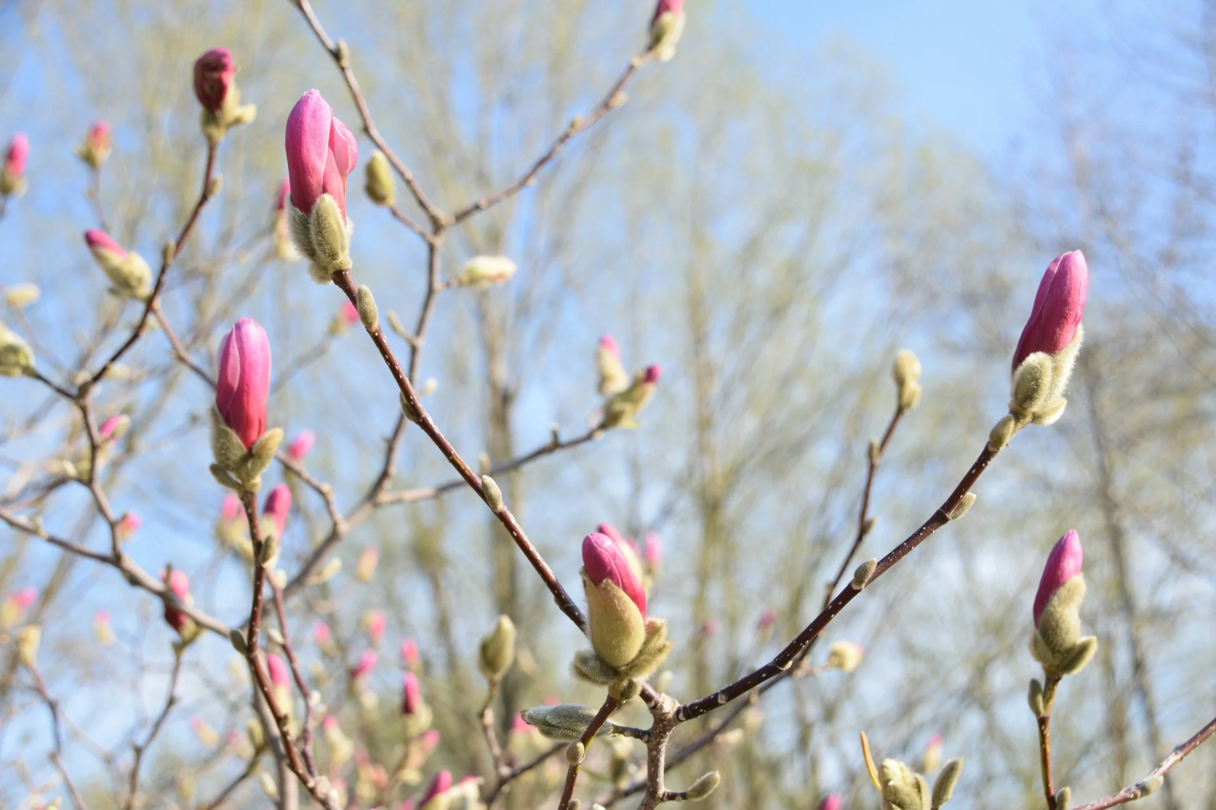 The Unhurried Spring: Finding Patience in the Pause 
