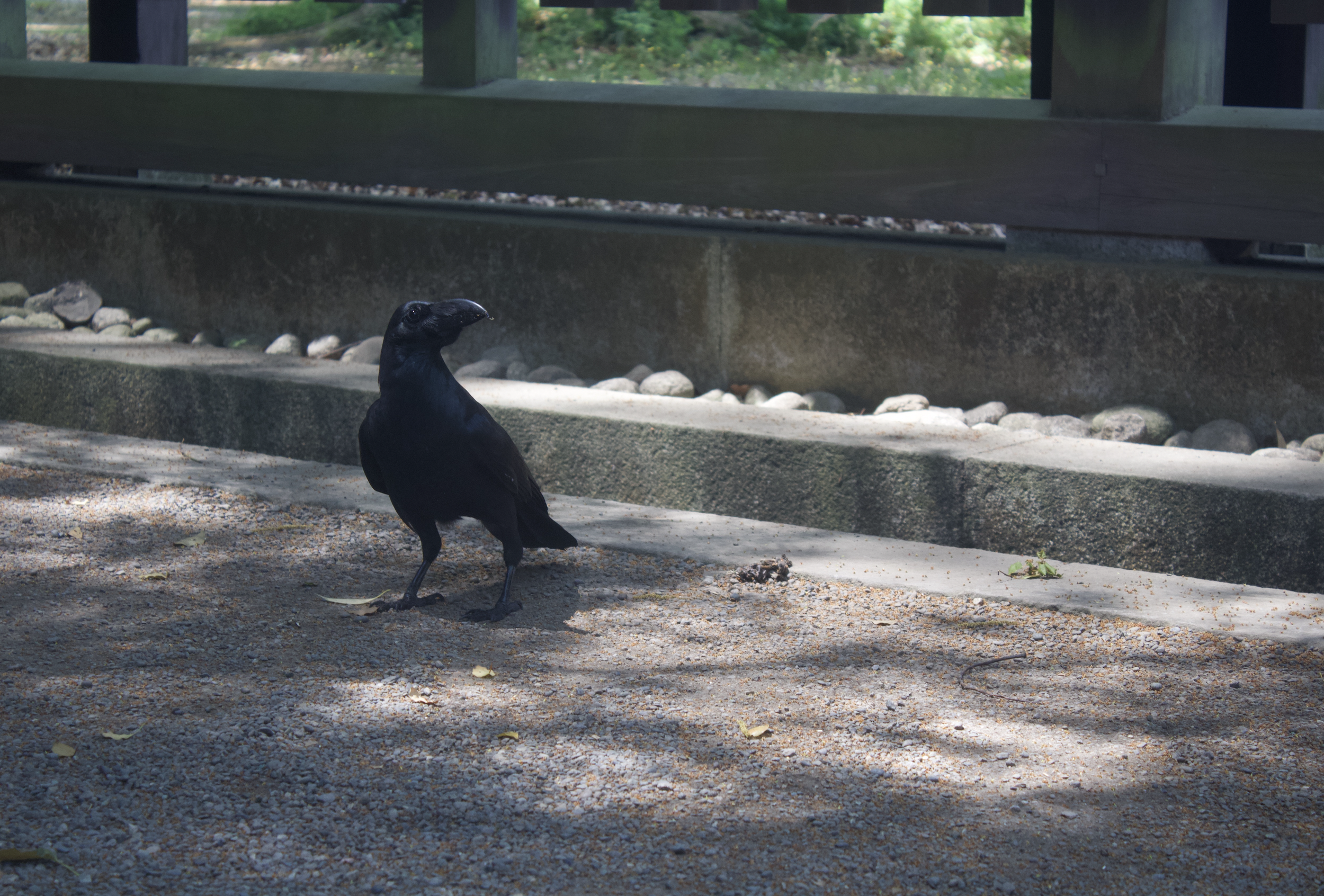 Birds of Japan