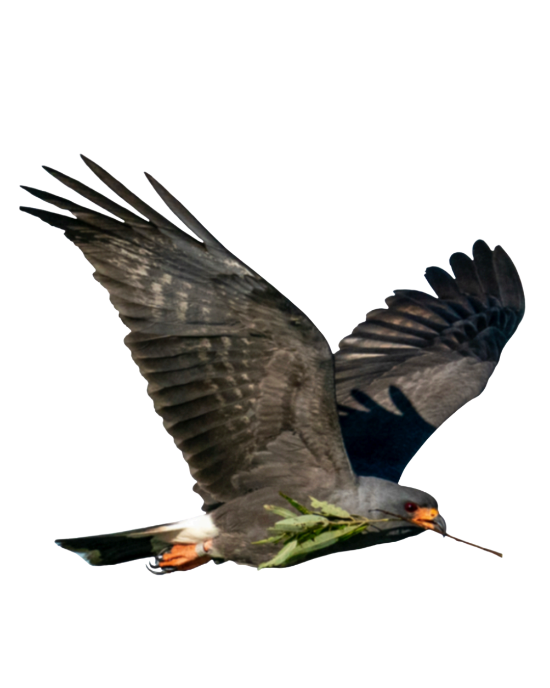 How to Spot a Snail Kite