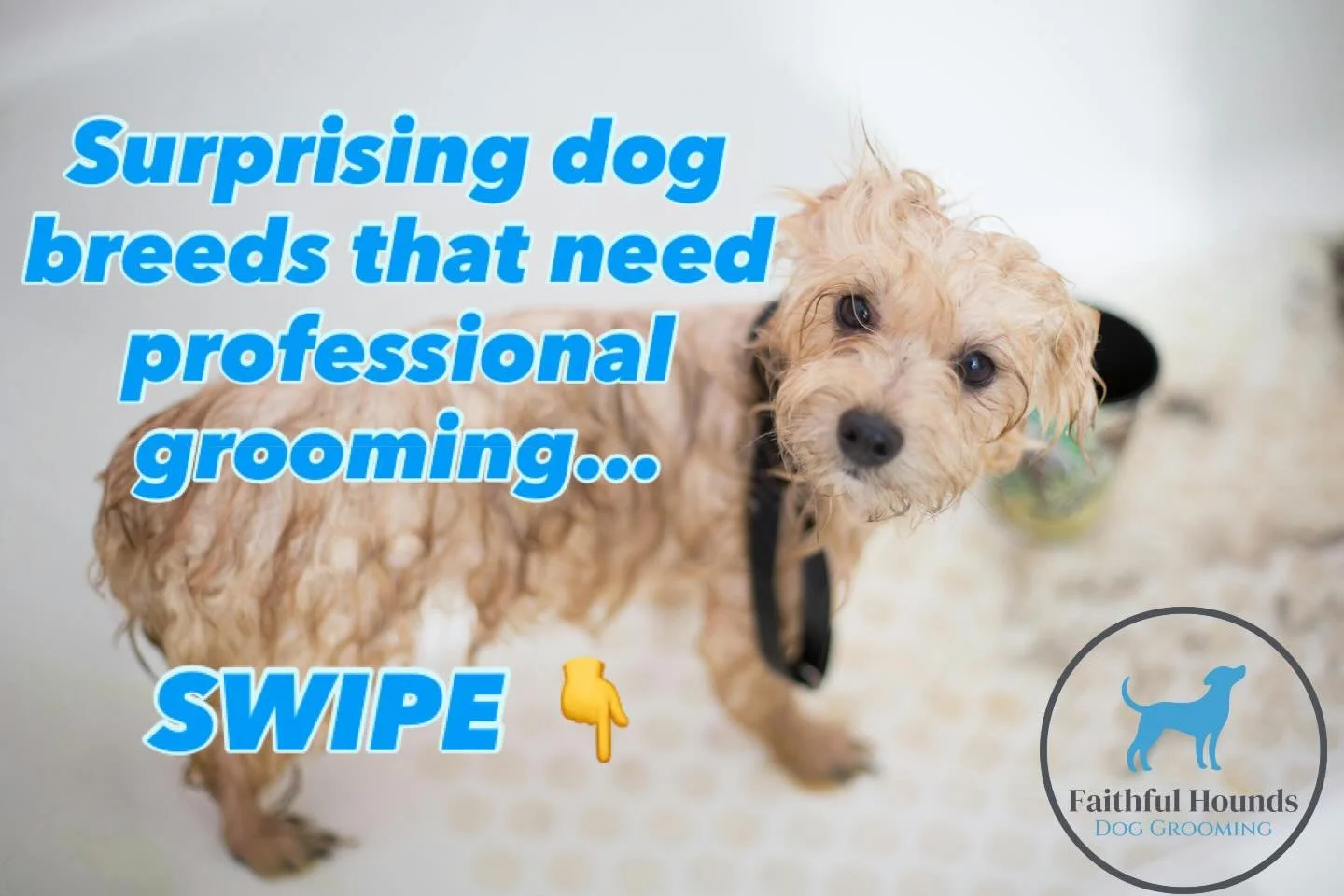 You might think only fluffy dogs need grooming&mdash;but some of the biggest grooming benefits come from &ldquo;low-maintenance&rdquo; breeds.

Professional grooming isn&rsquo;t just about looking cute. It helps with:
✔️ Skin health
✔️ Shedding contr