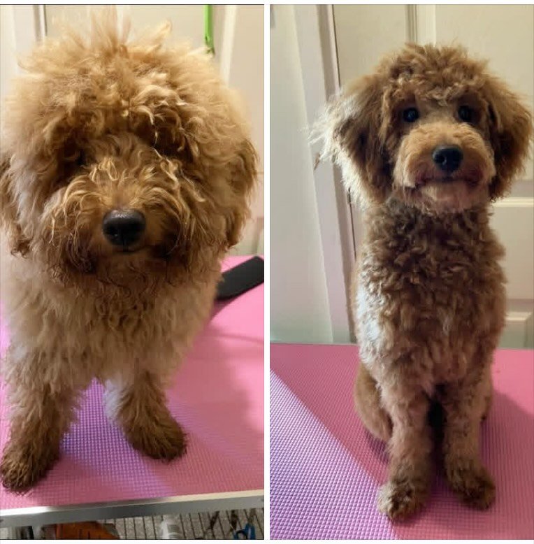 ✨ Before &amp; After&hellip; and a whole lot of care in between ✨

I offer one-to-one dog grooming in a calm home environment, perfect for dogs who feel stressed in busy salons.
No cages. No rush. Just gentle, patient grooming tailored to your dog. ?