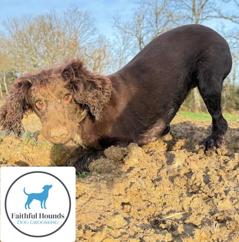 Fresh from the groomer 🛁✂️
Straight into the mud puddle 🌧️🐾

Dogs will always be dogs&mdash;and that&rsquo;s why regular grooming matters!
Clean coat, healthy skin, trimmed nails&hellip; even if the mud comes back 😂

📅 Book your next appointment