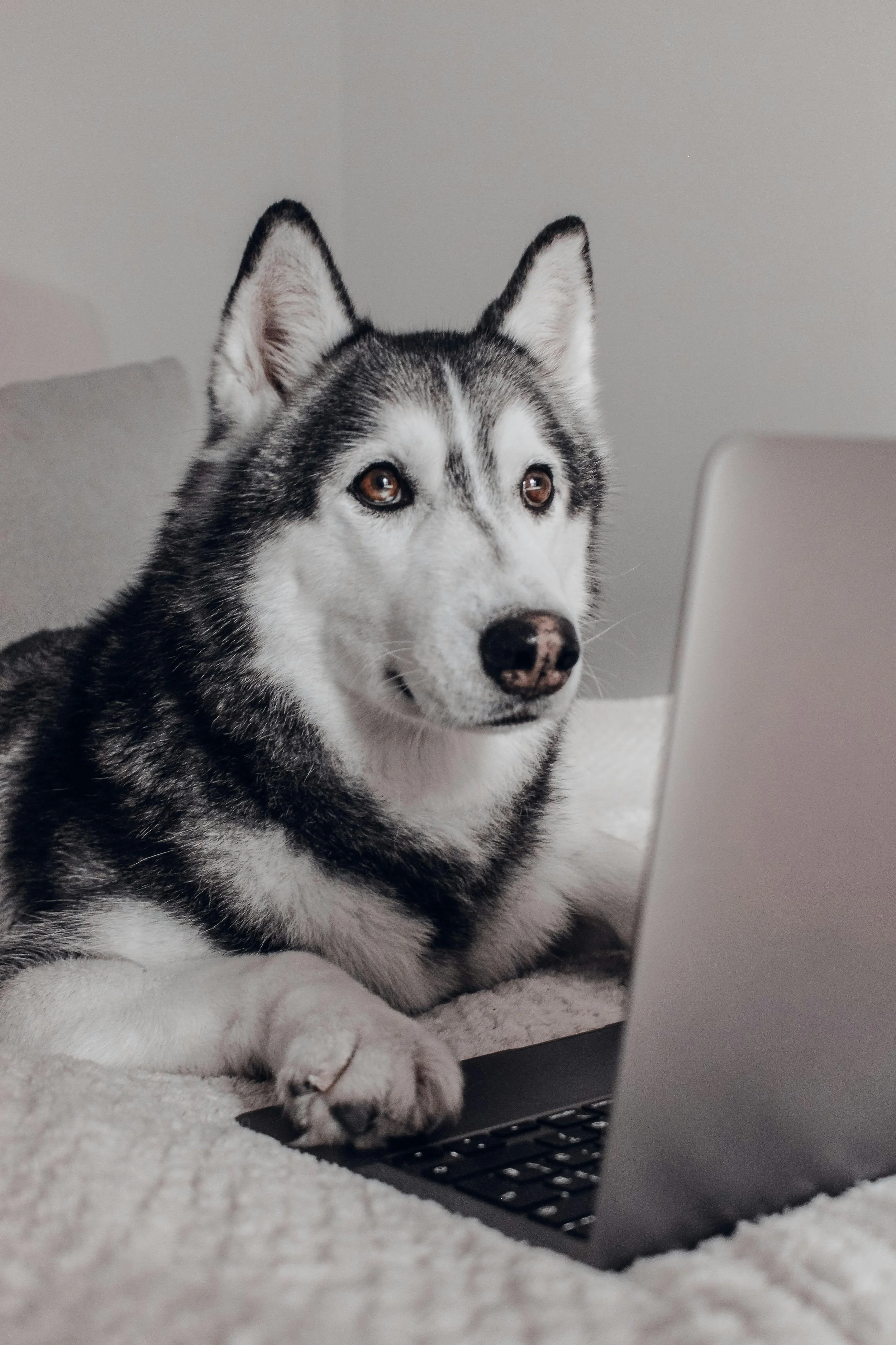 A Siberian Husky dog lying on a bed next to a laptop, looking at the camera with a neutral expression.