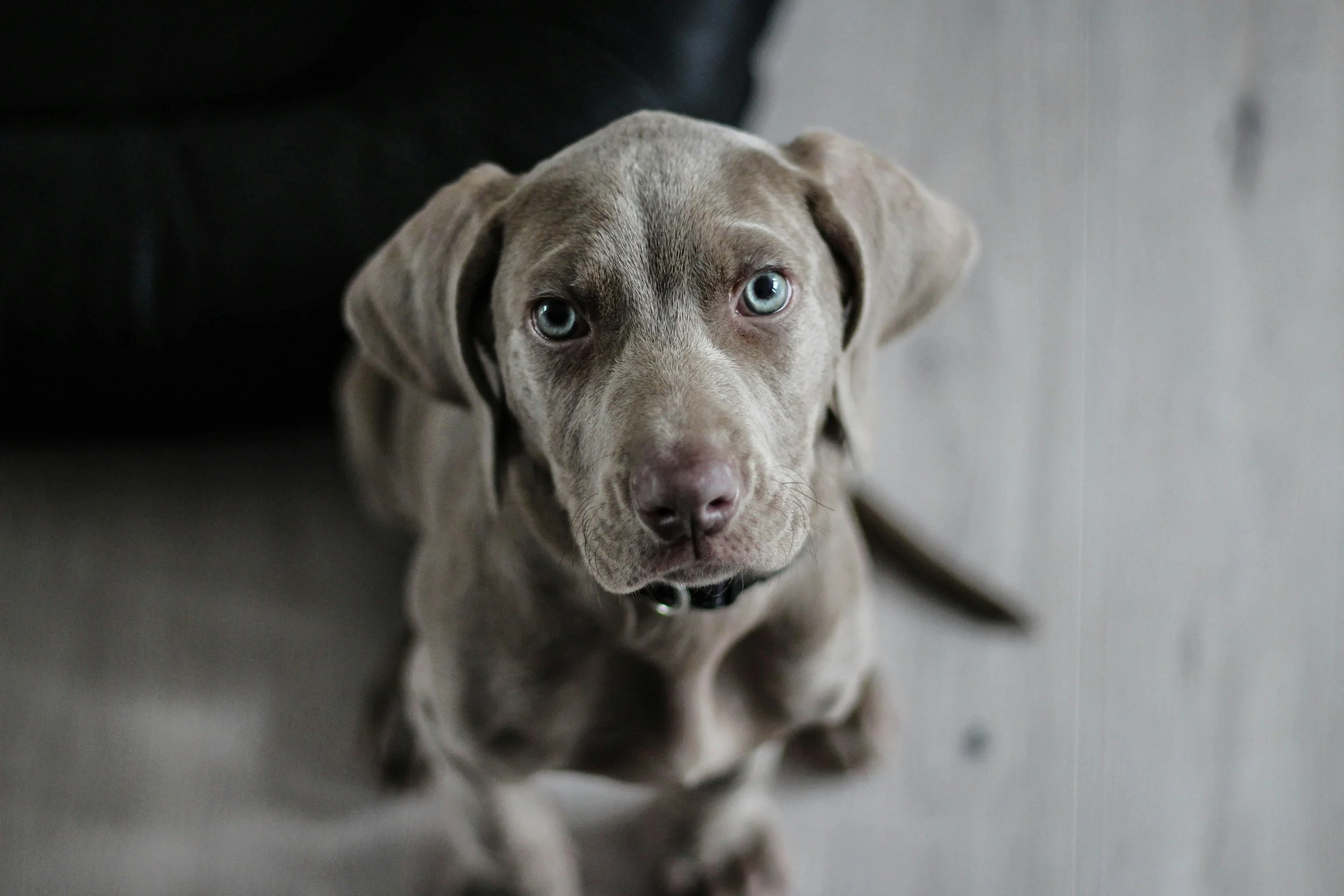 A gray puppy with blue eyes sitting on a floor, looking up at the camera.