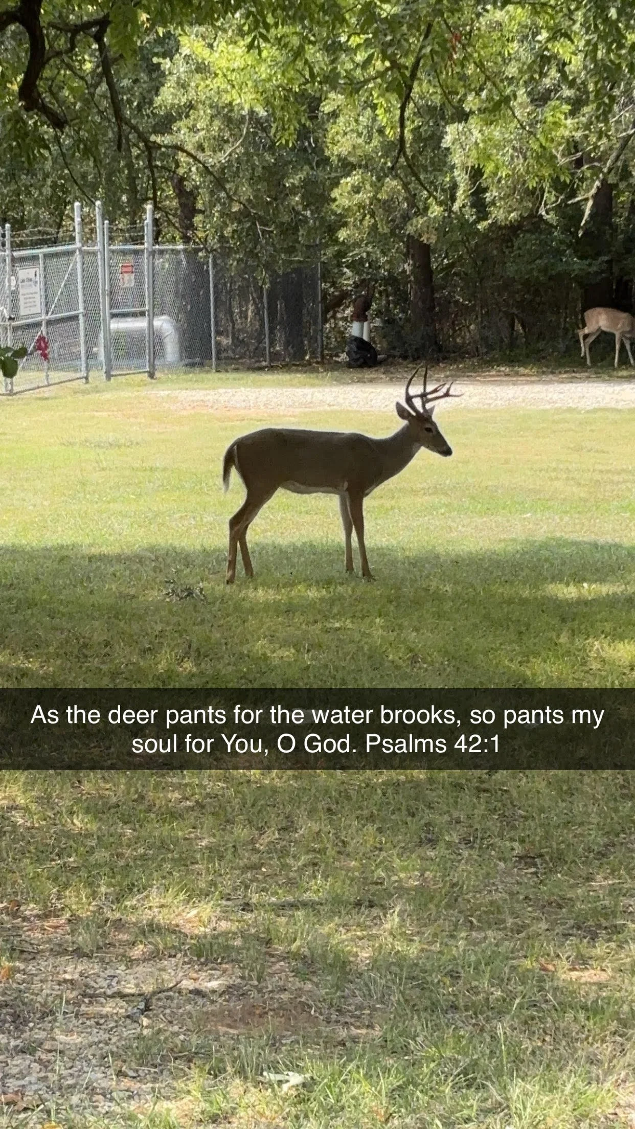 deer.jpg