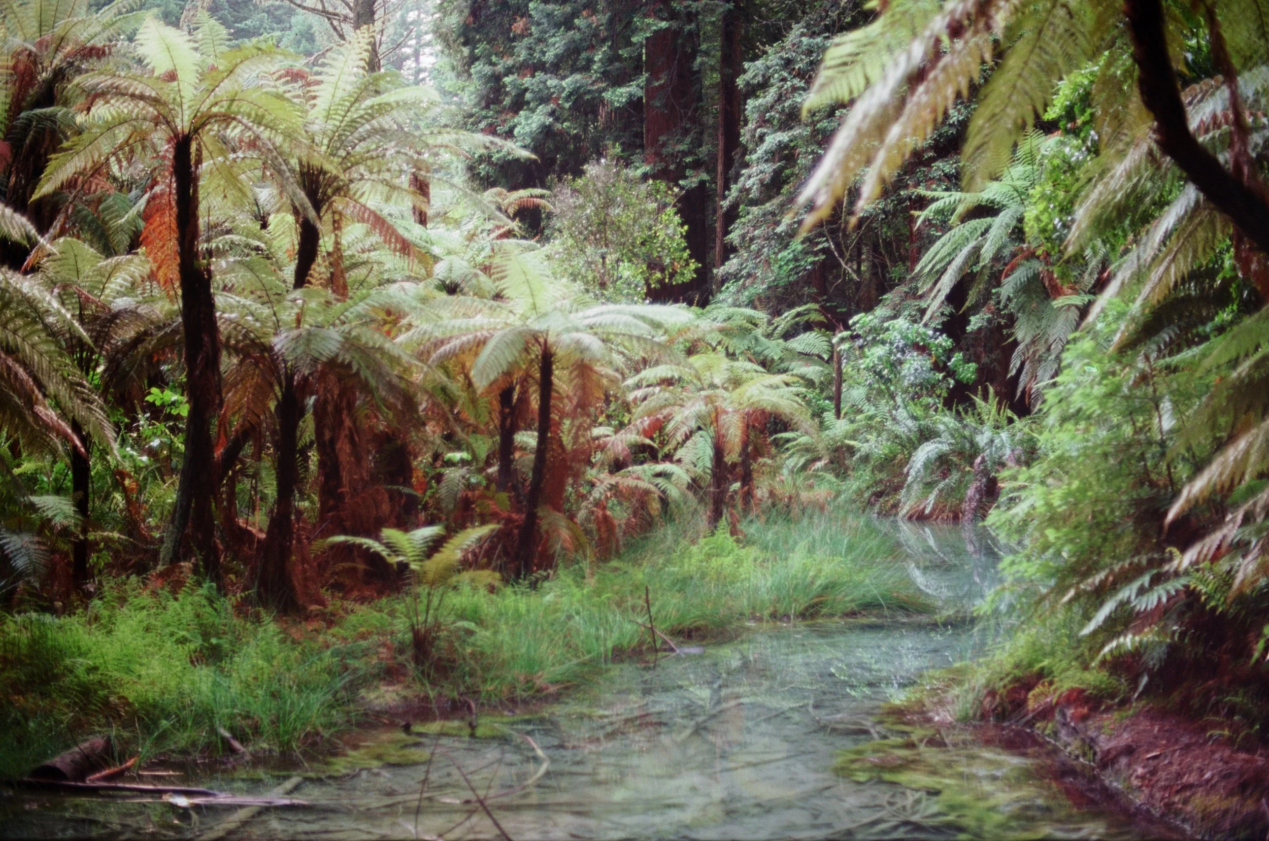 20251216 New Zealand 09.jpg