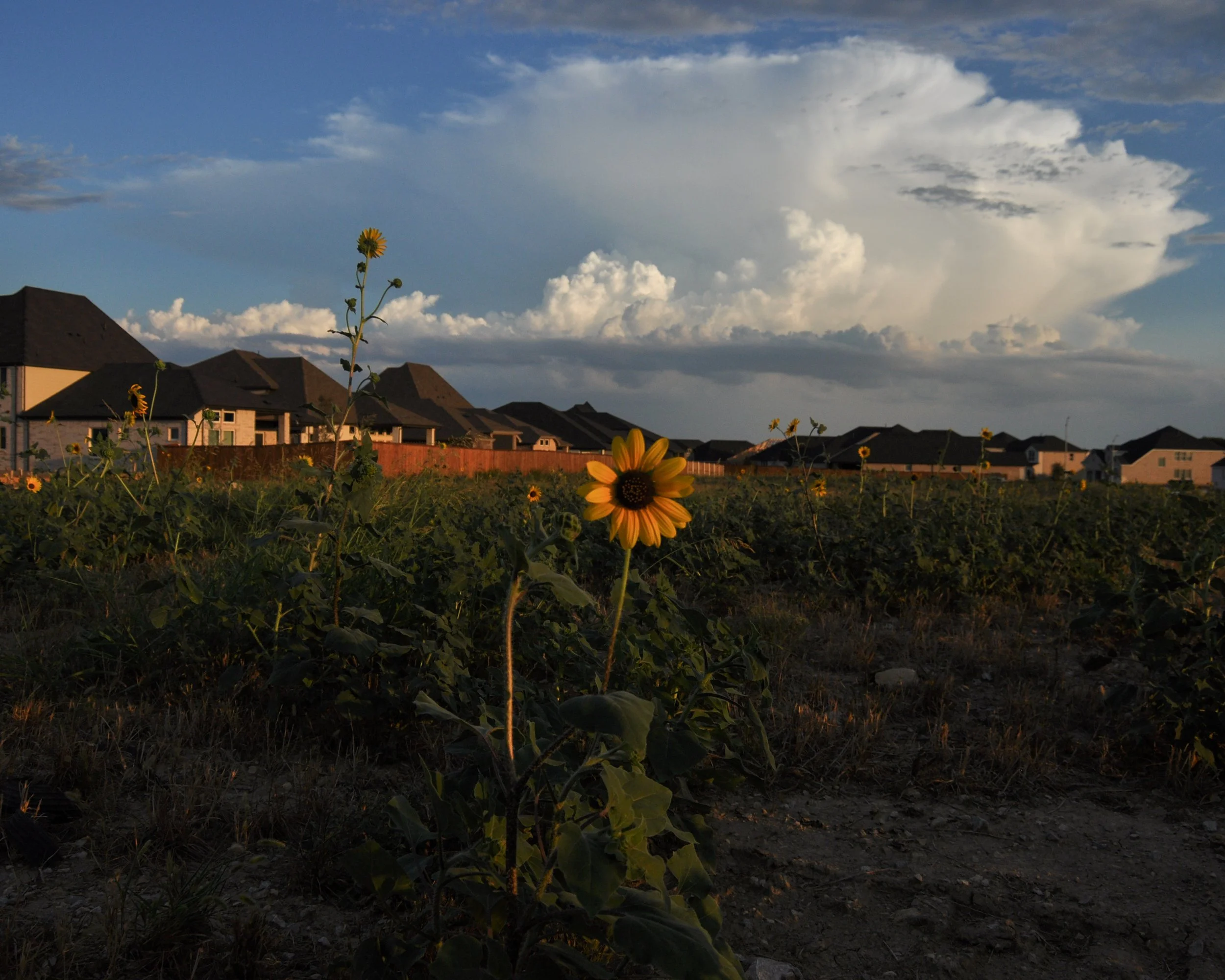 20250821 Texas 05.jpg