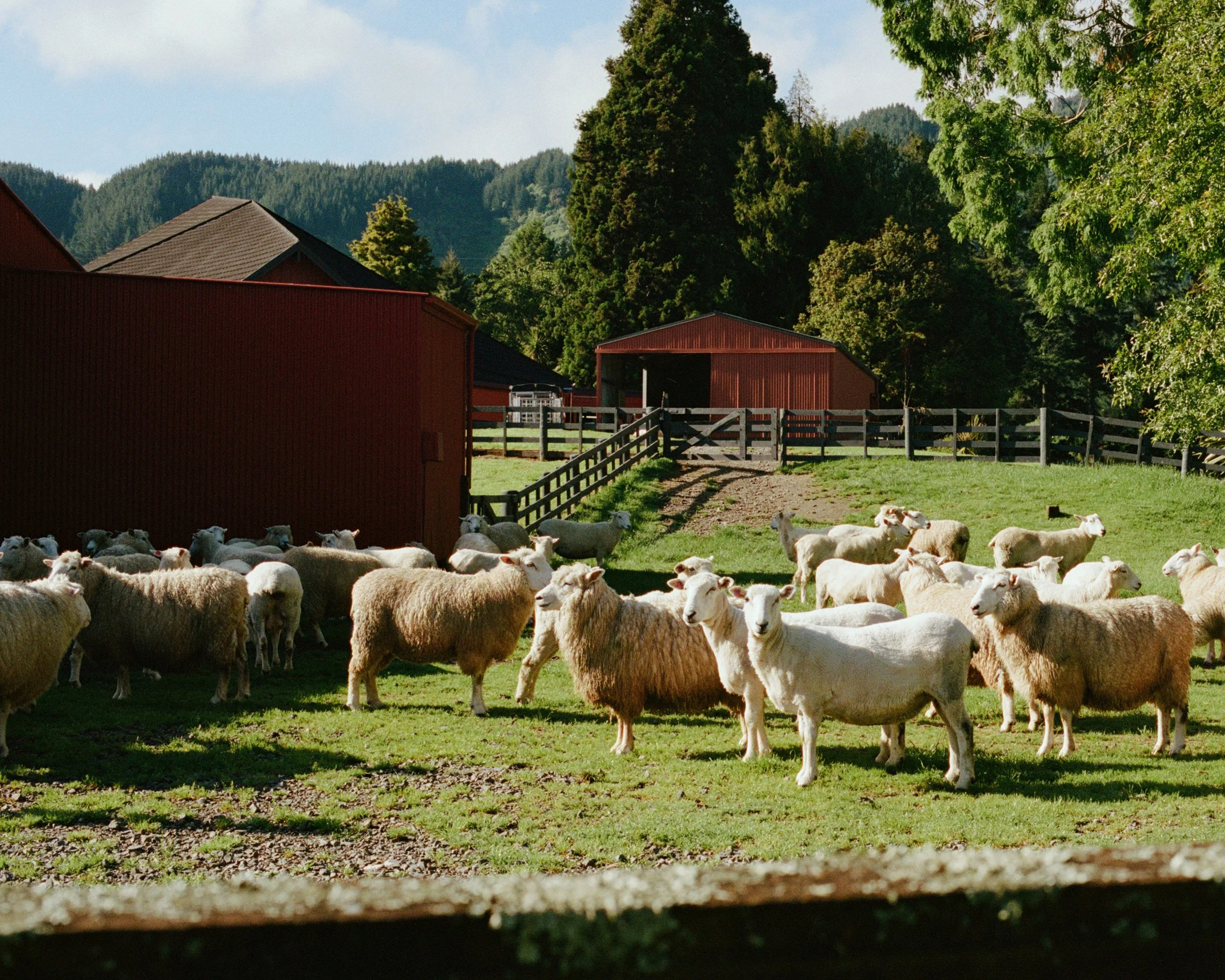 20251216 New Zealand 10.jpg
