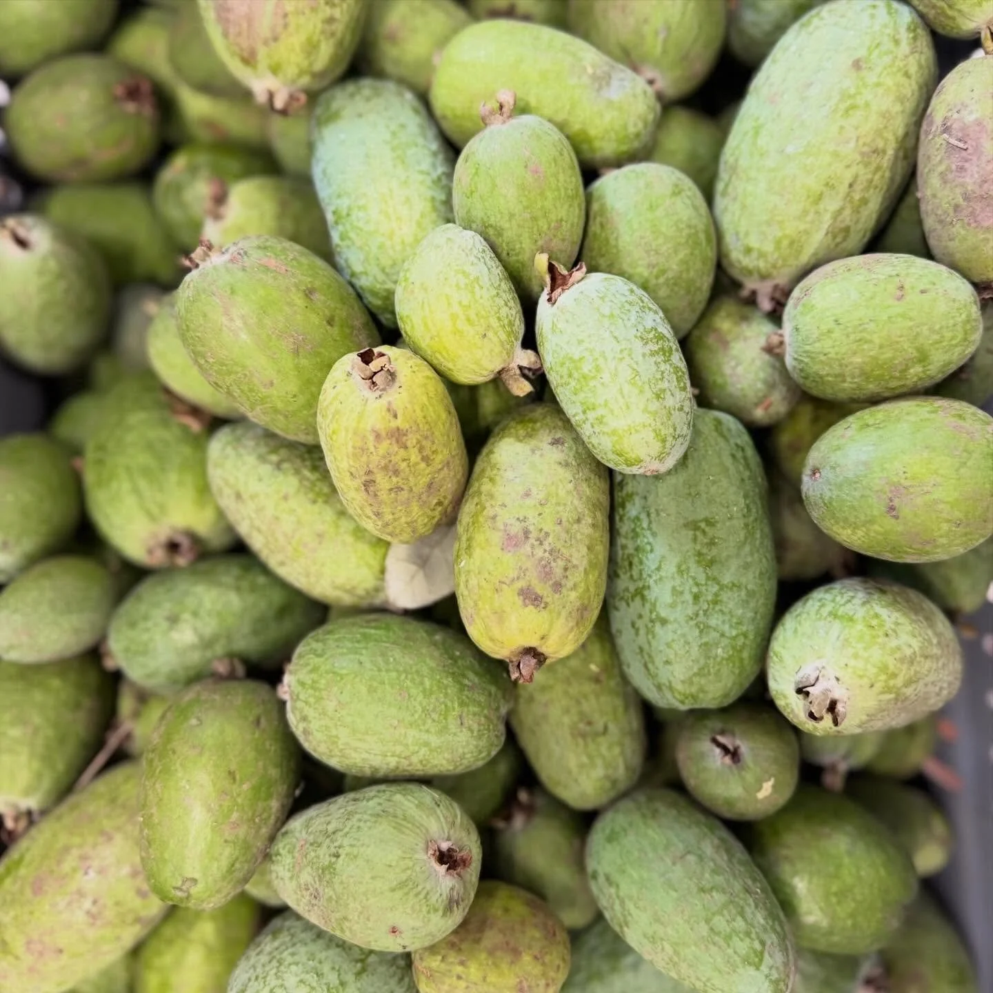 Dropping this weekend 👀

Give us a 🤩 if you&rsquo;re excited for this one!

Not gonna lie&hellip; I&rsquo;m not a feijoa fan 😆
So this one&rsquo;s definitely for all of you! 

#littlelato #feijoa #comingsoon