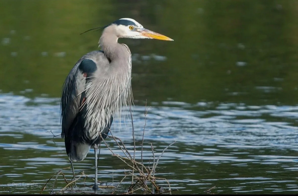 Nothing like a Carolina Sky