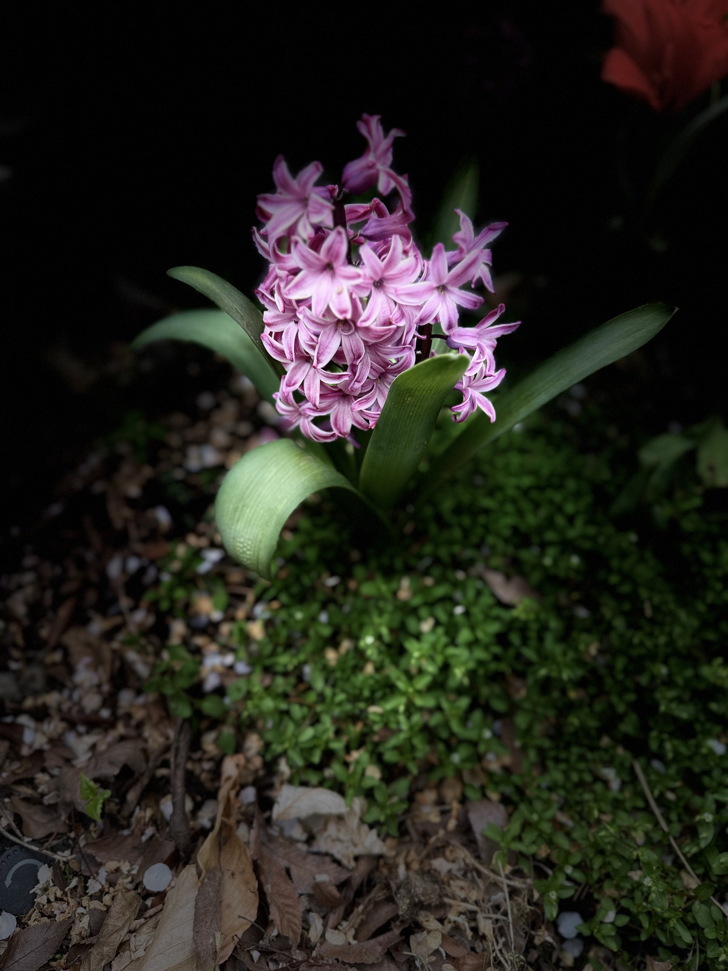 New beginnings and Spring