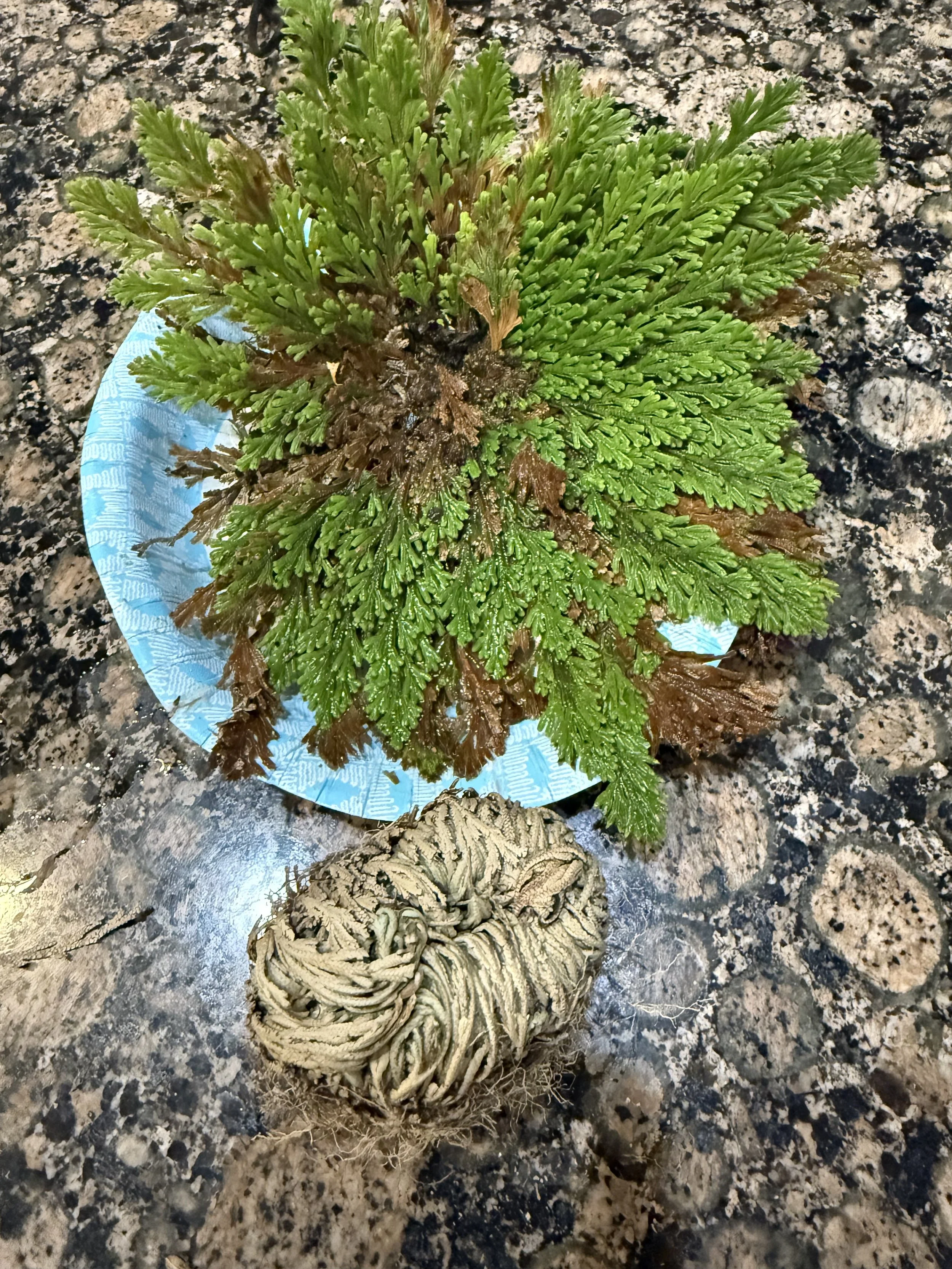 A Jericho Rose