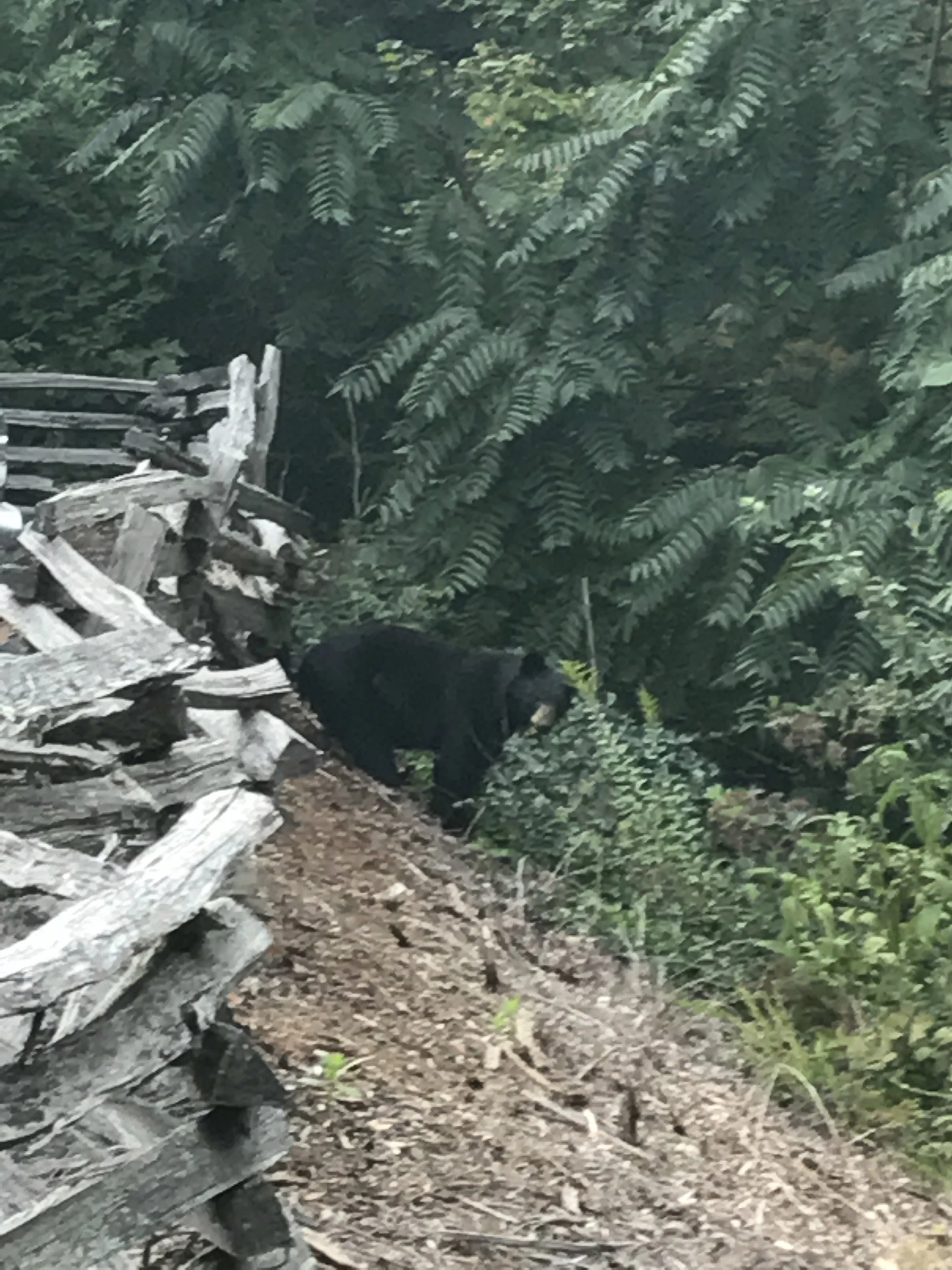 Sometimes “Mama Bear” has to growl a little