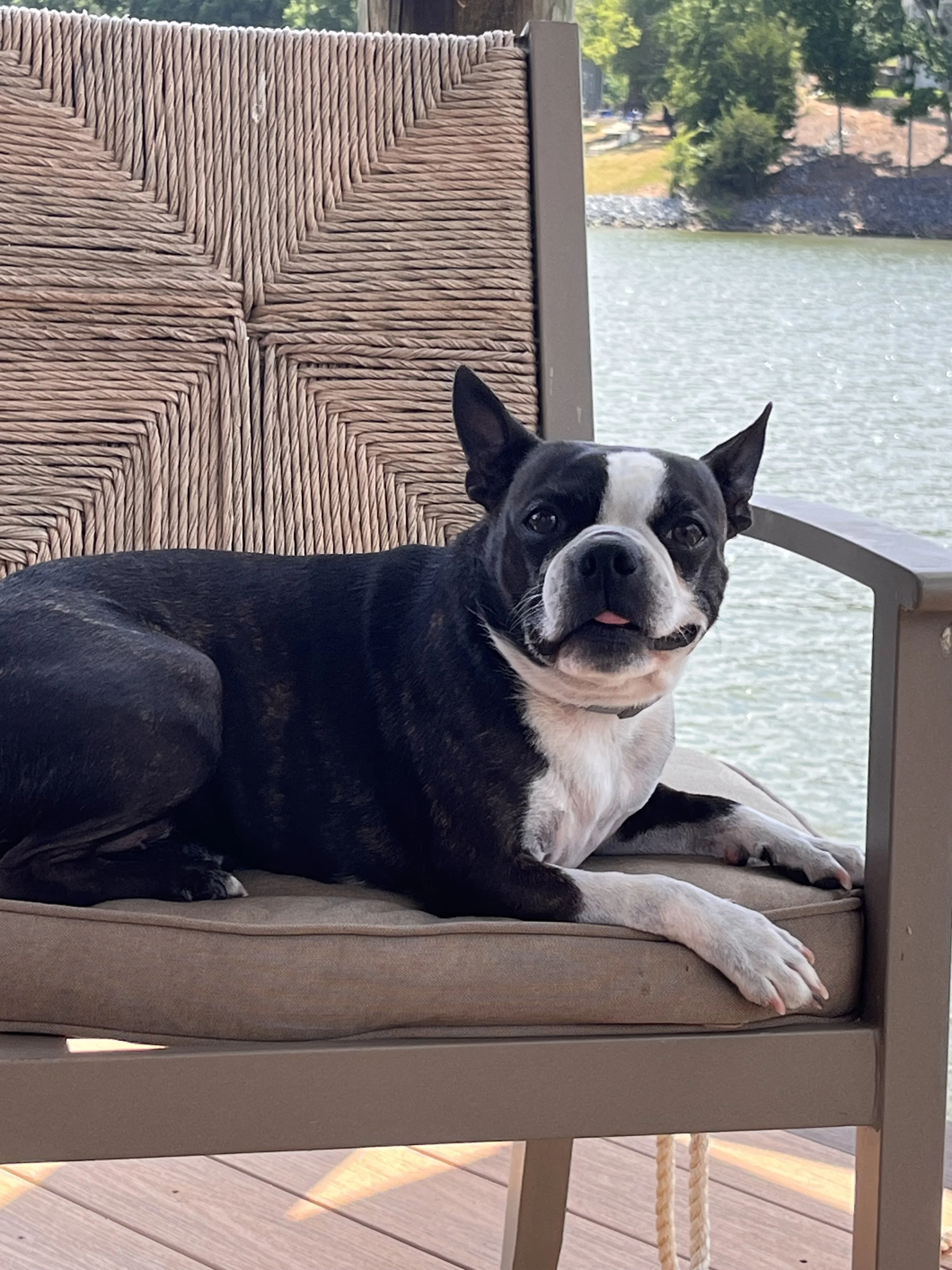 Cristina Moore's black and white Boston Terrier dog lying on a cushion on an outdoor chair near a body of water, with trees and a rocky shoreline in the background.