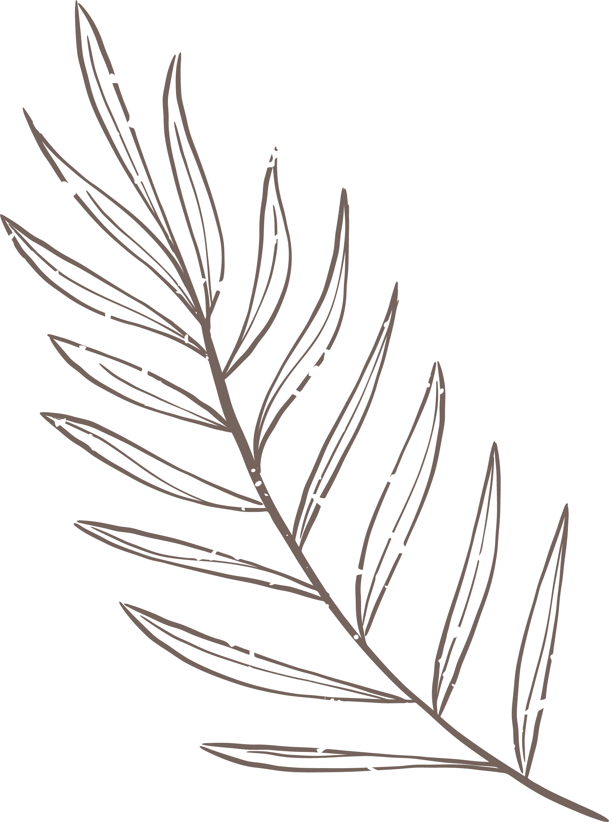 Line drawing of a single elongated leaf with multiple smaller leaves attached, all in a light color on a black background.