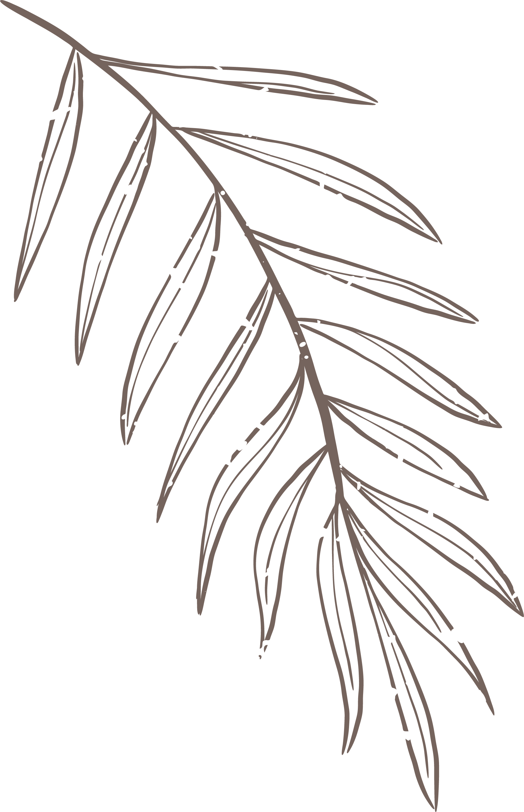 A illustrated branch with elongated leaves on a black background.
