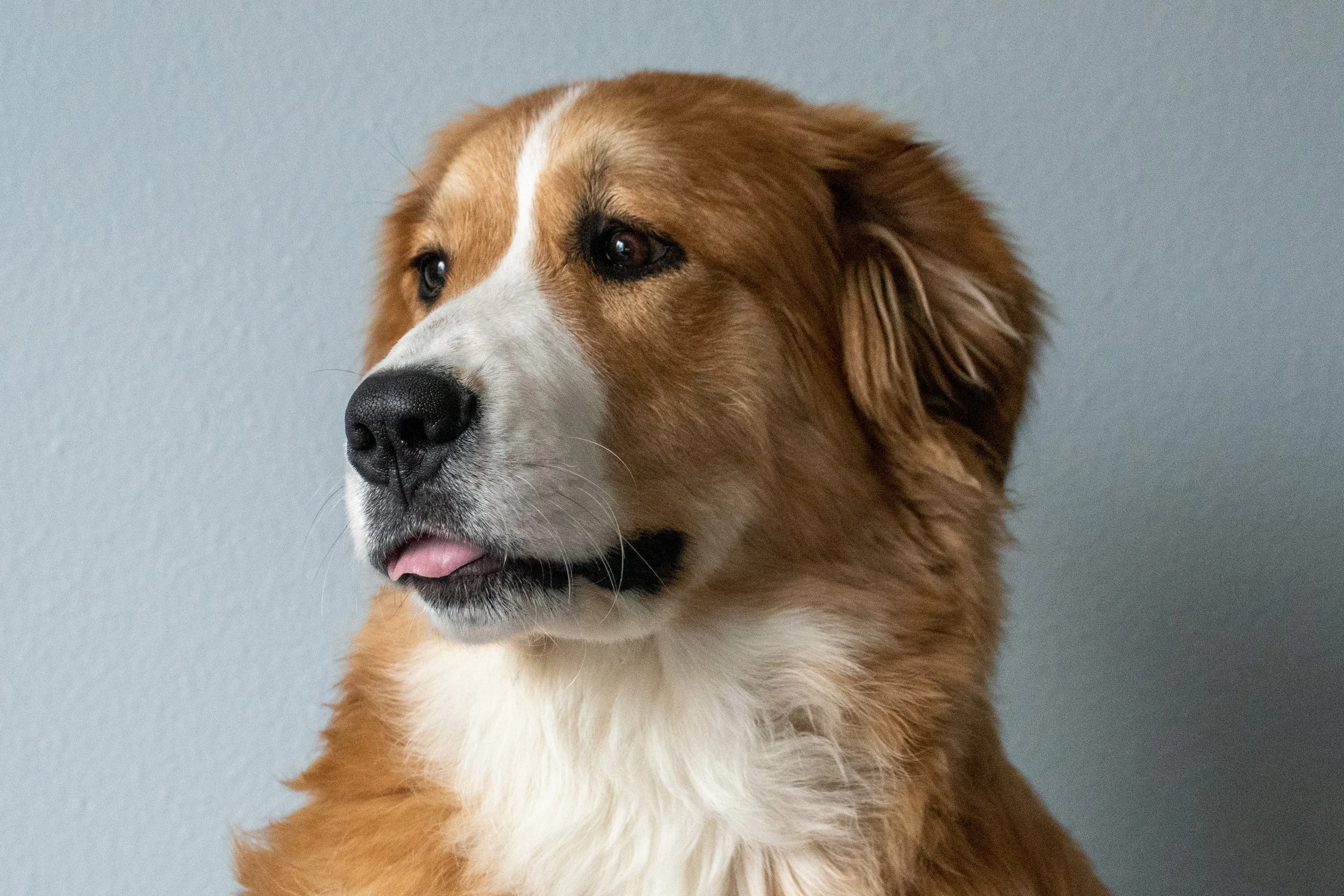 Close-up of Nana, a Great Bernese with a pink tongue slightly sticking out, looking to the left, against a plain gray background.