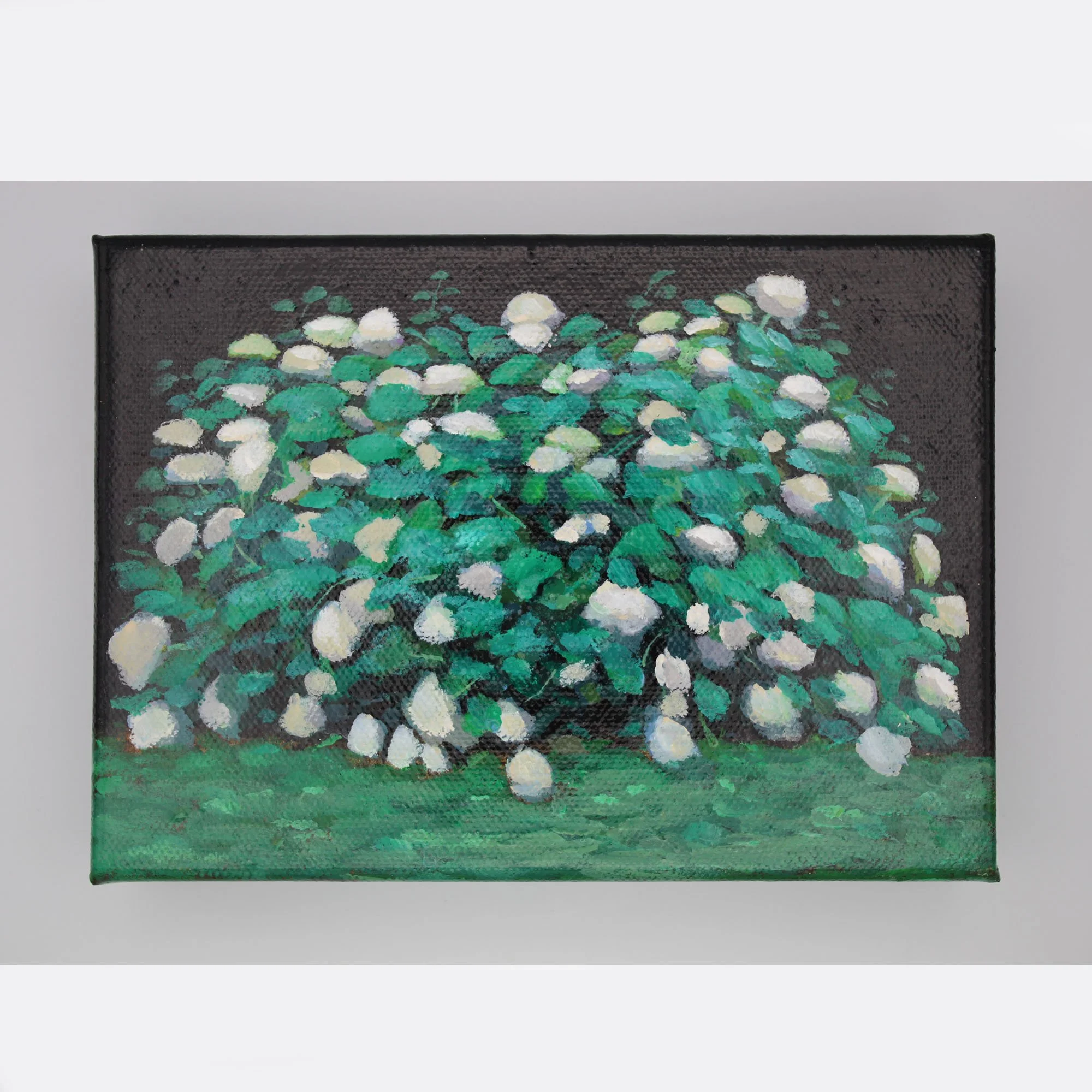 Hydrangeas #2 @ 7:44 AM - 2024