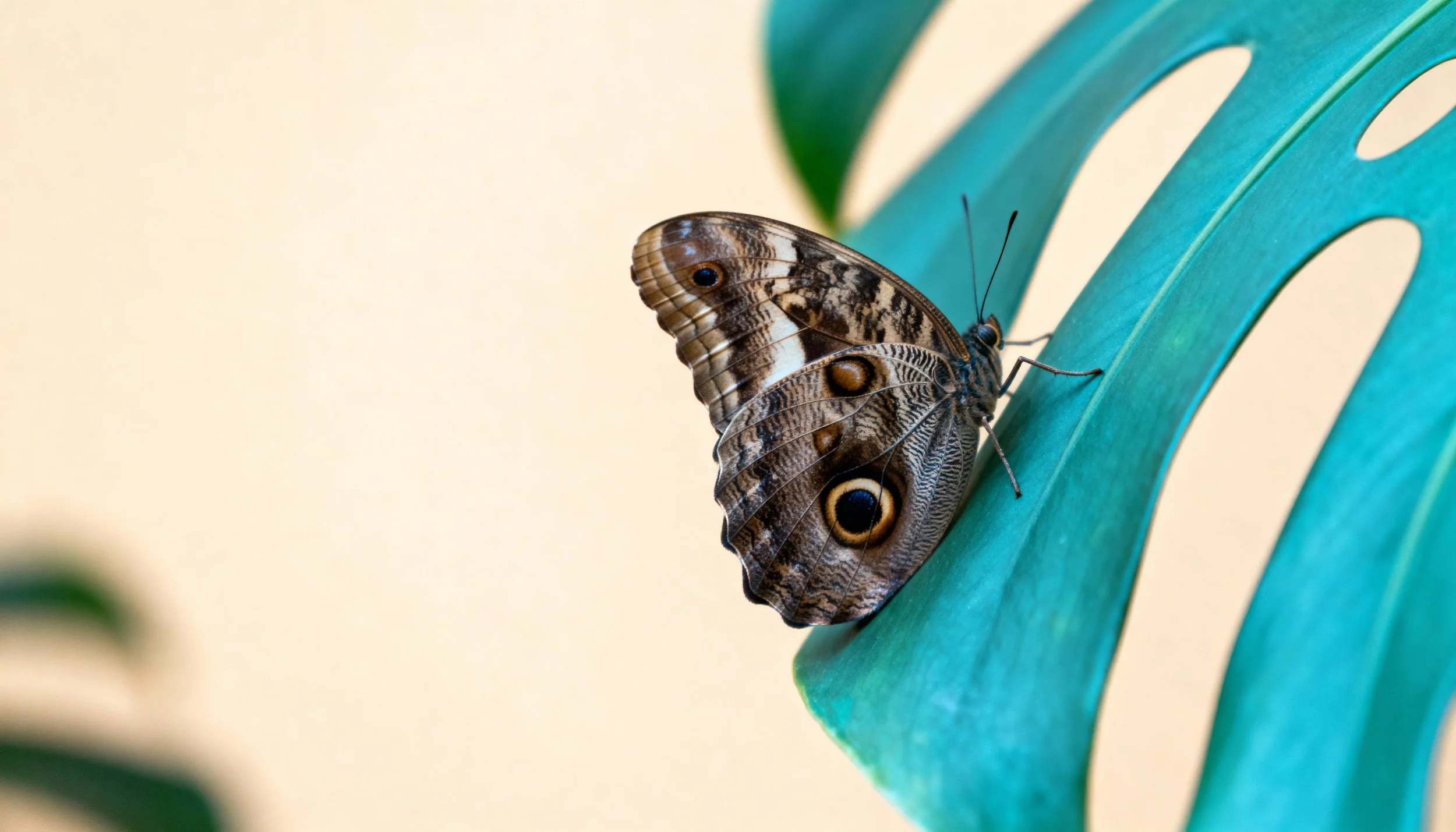 The Ready to Pivot Program