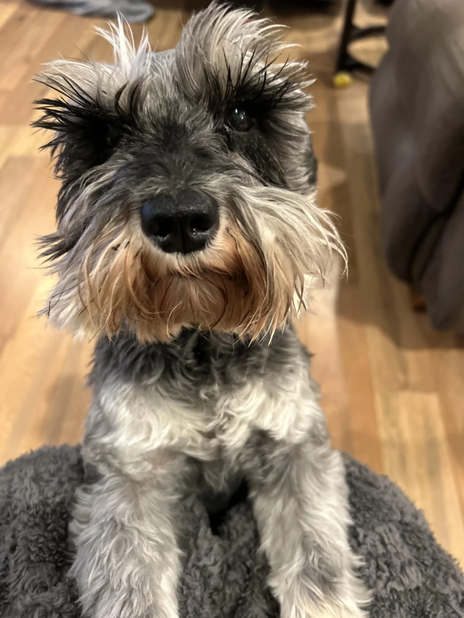 Close-up of a small, fluffy dog with gray and black fur, long wiry hair, and a black nose, sitting indoors on a soft gray surface.