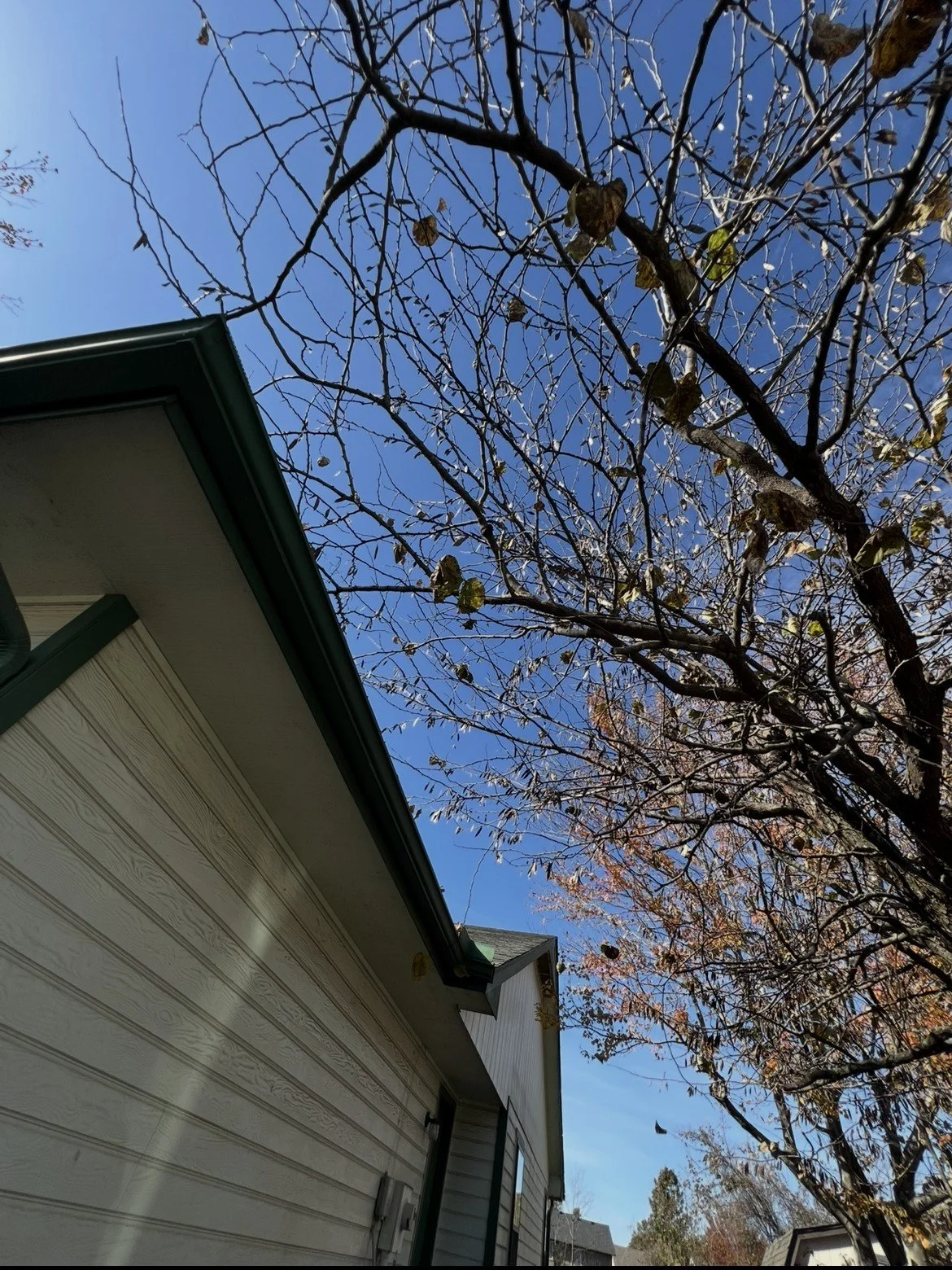Before Low Tree Limb Trimming - Claremore, OK