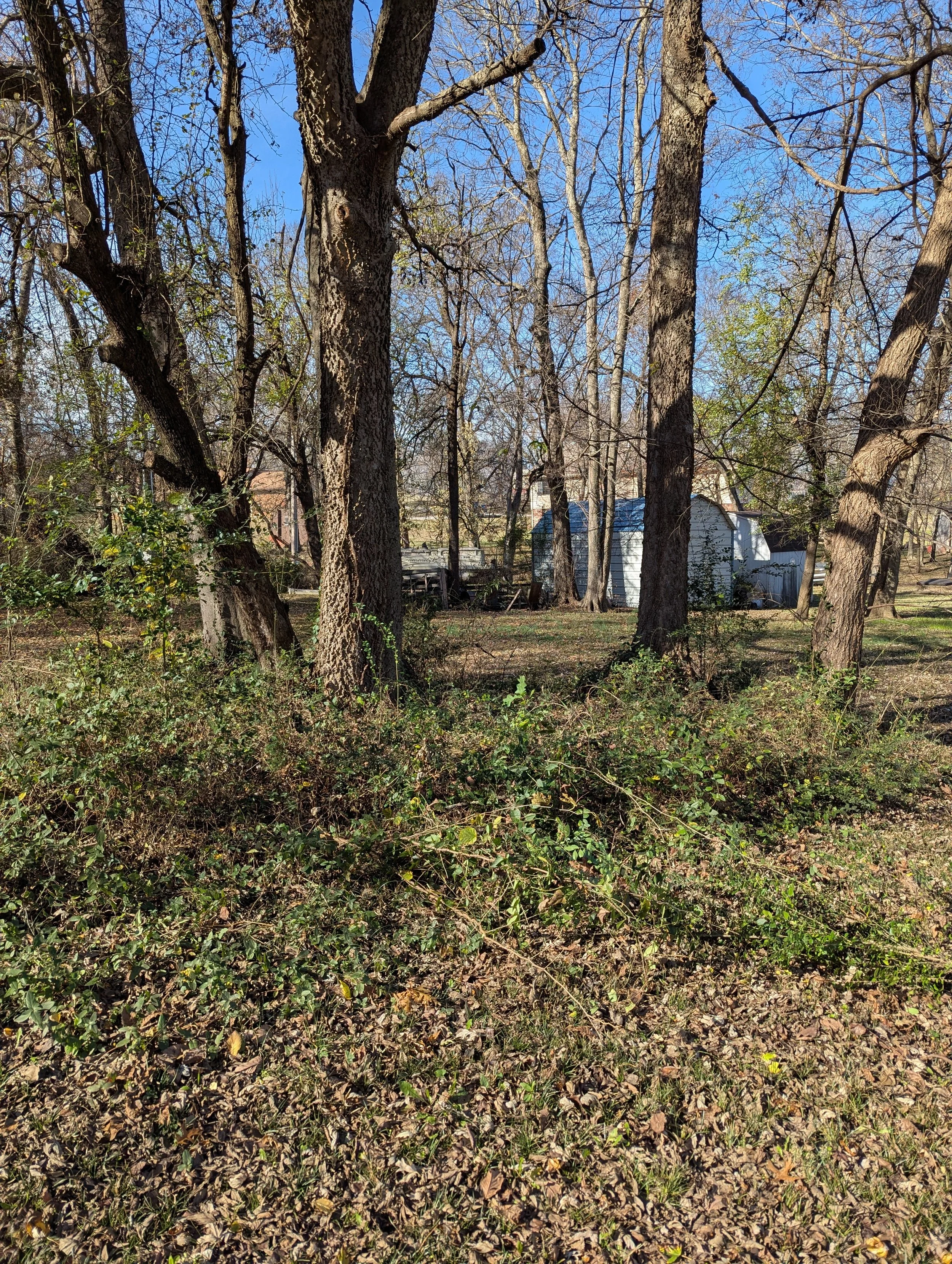 Before Brush Clearing - Claremore, OK