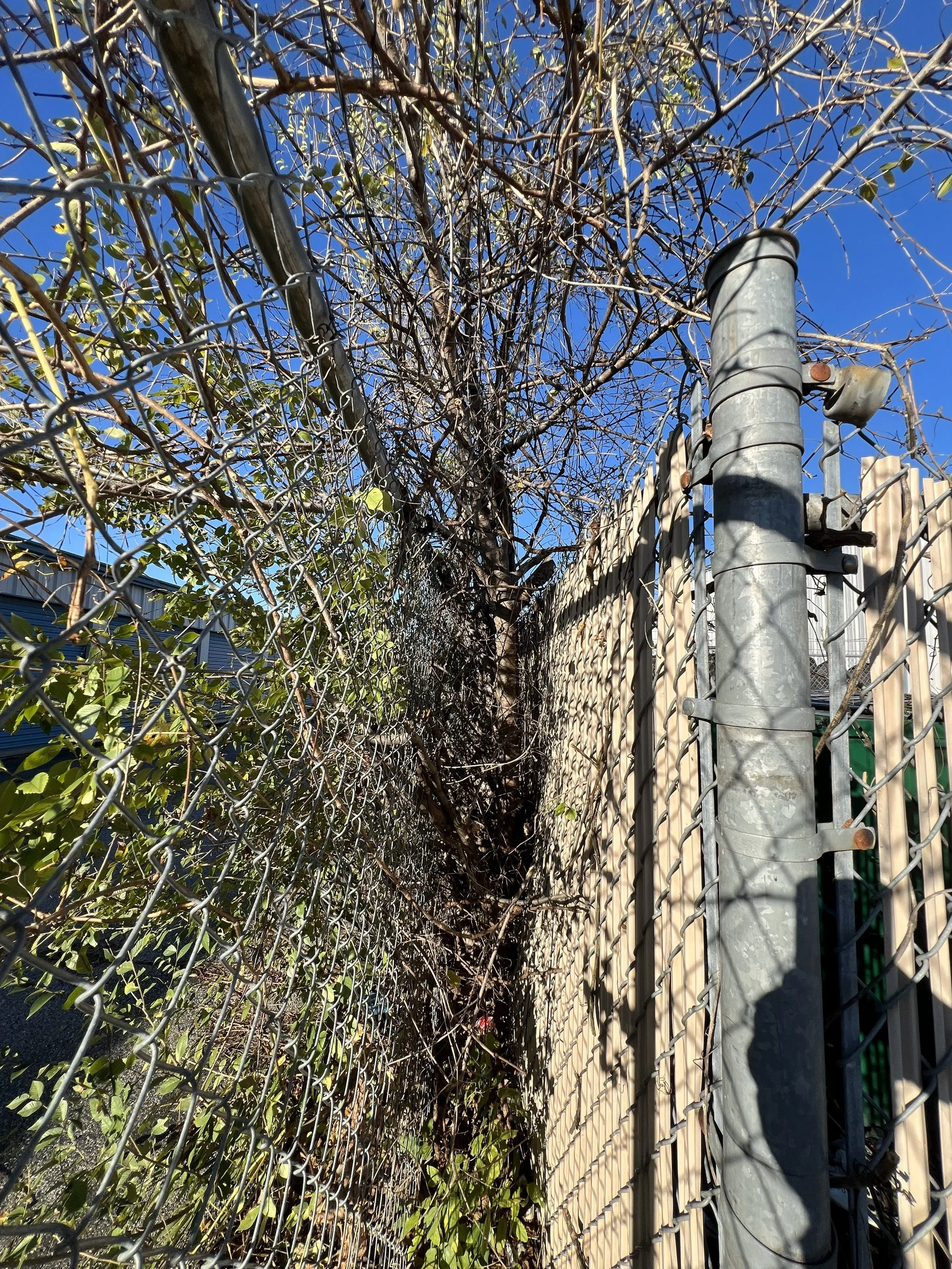 Before Fence Line Recovery - Claremore, OK