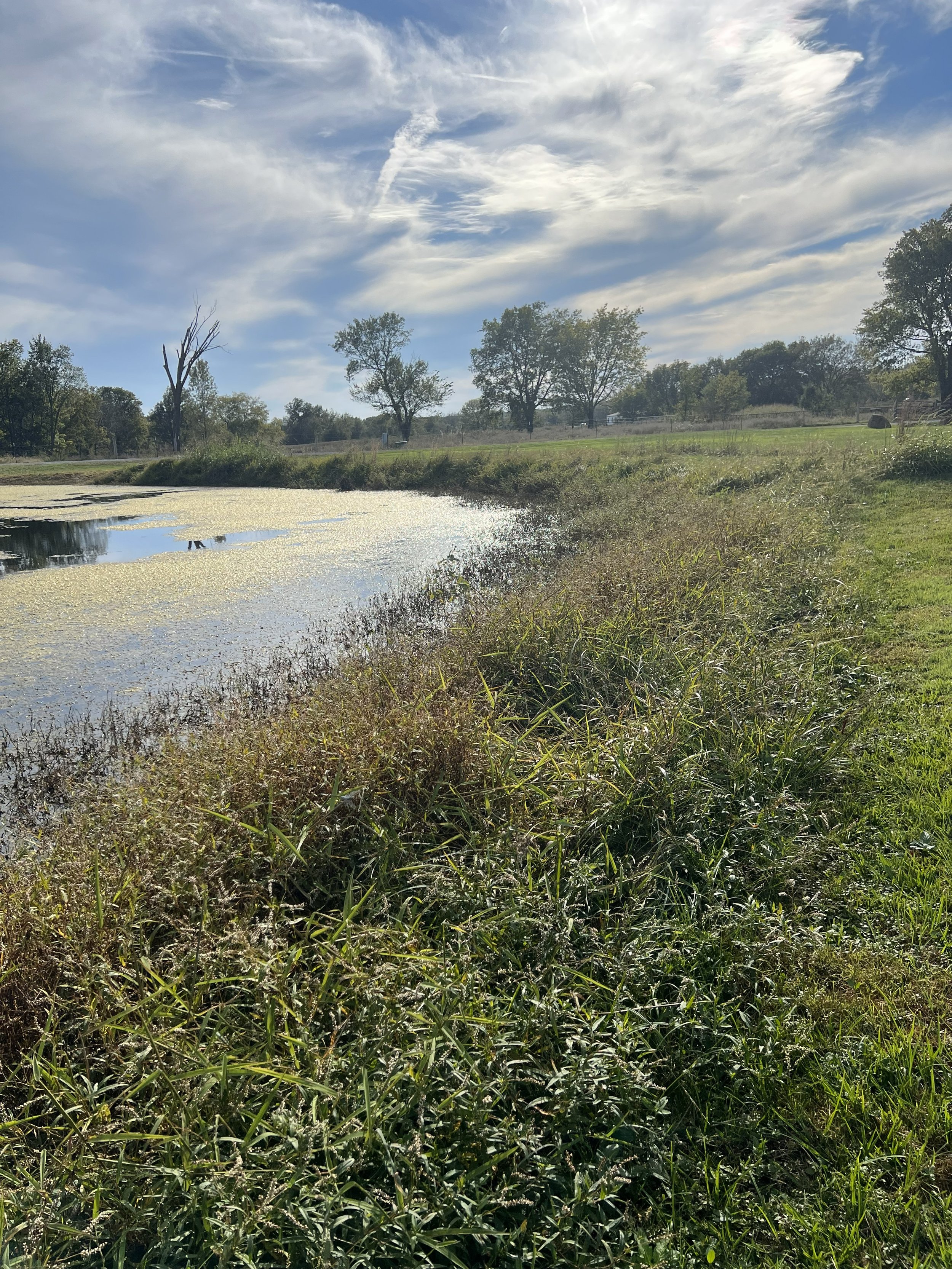 Before Brush Clearing - Claremore, OK
