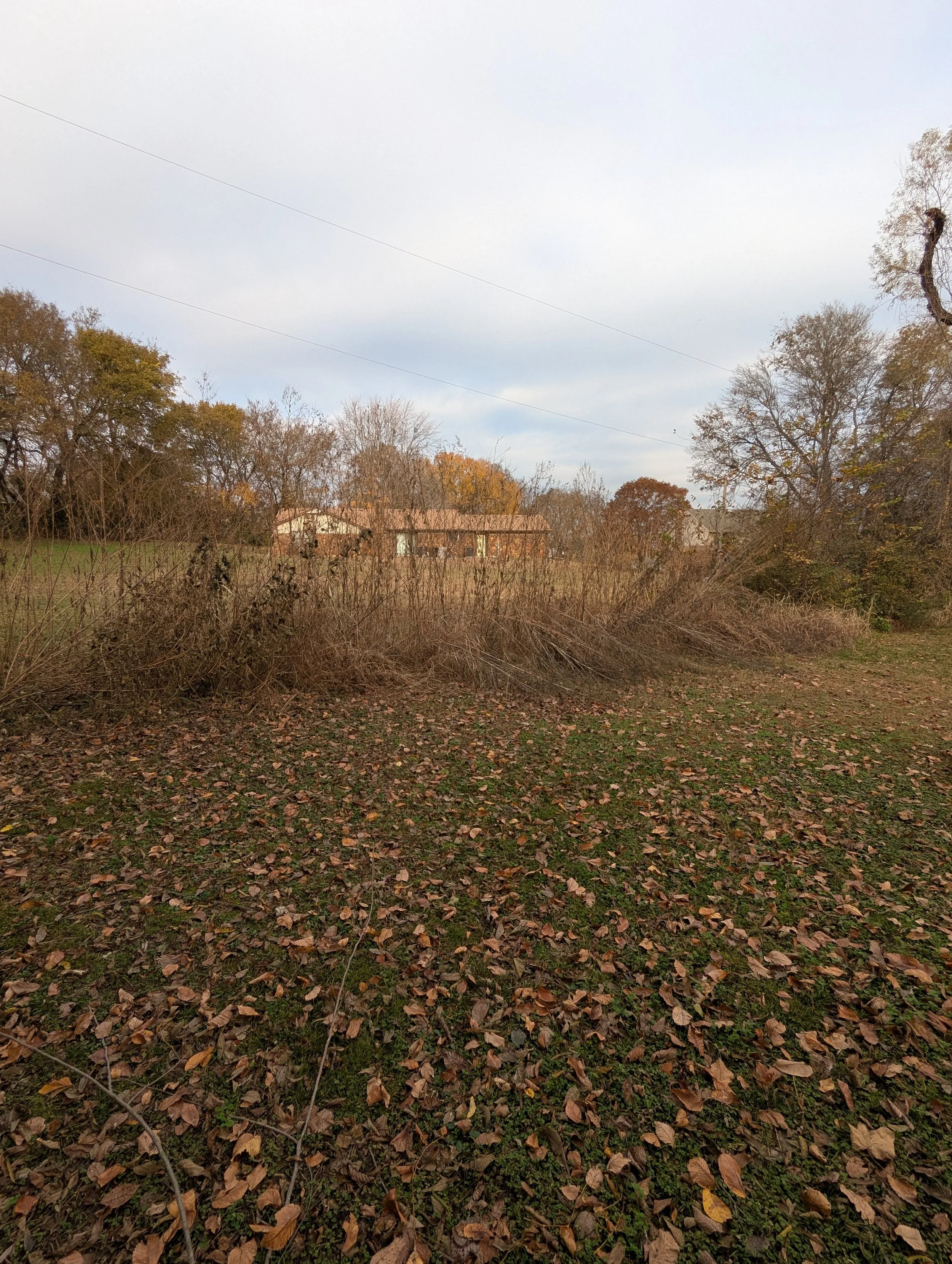 Before brush clearing - Claremore, OK