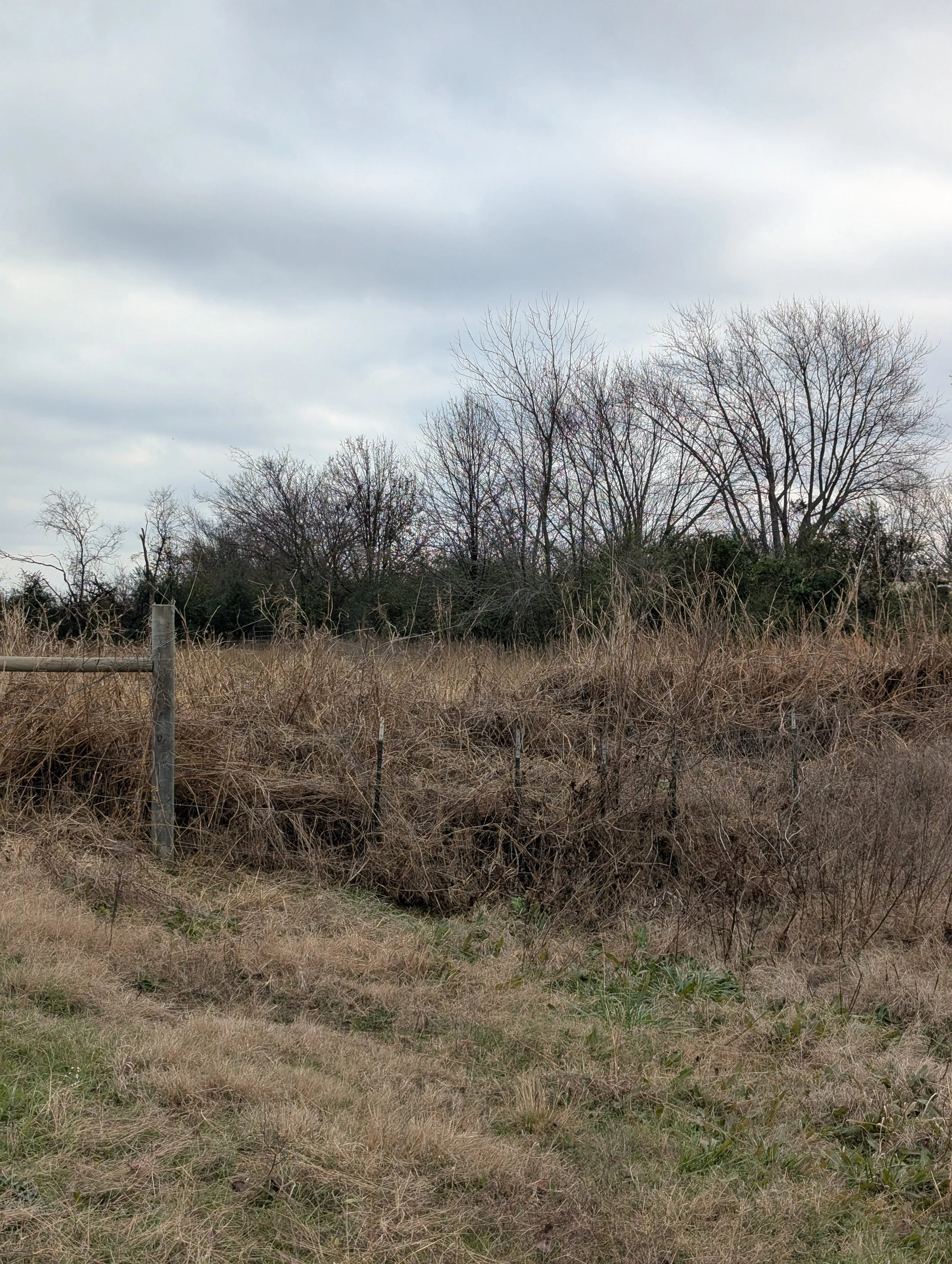 Before fence line clearing - Claremore, OK