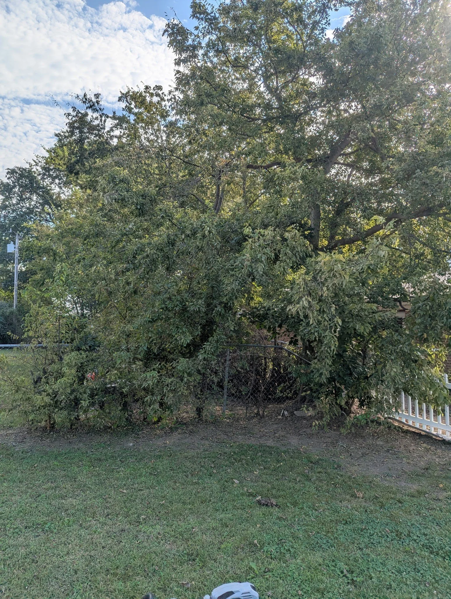 Before - Fence Line Clearing - Tulsa, OK