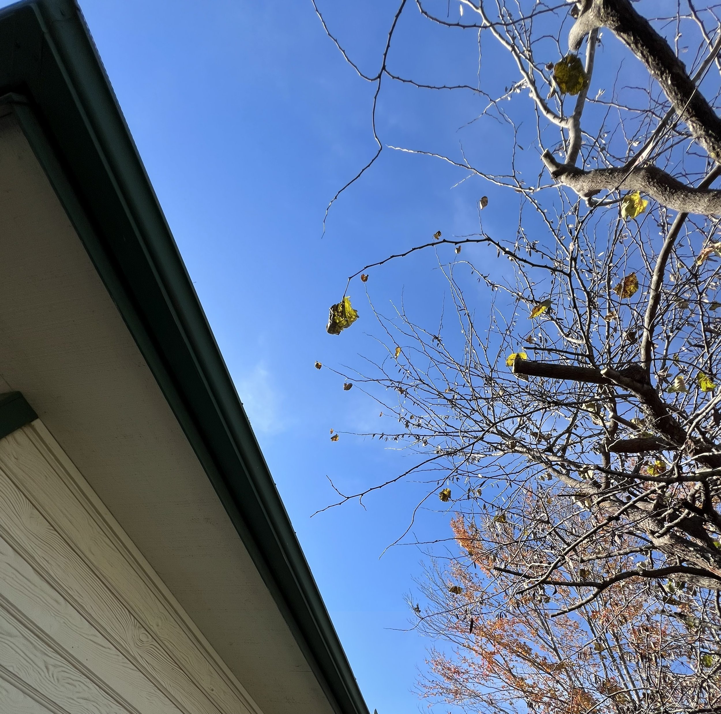 After Low Tree Limb Trimming - Claremore, OK