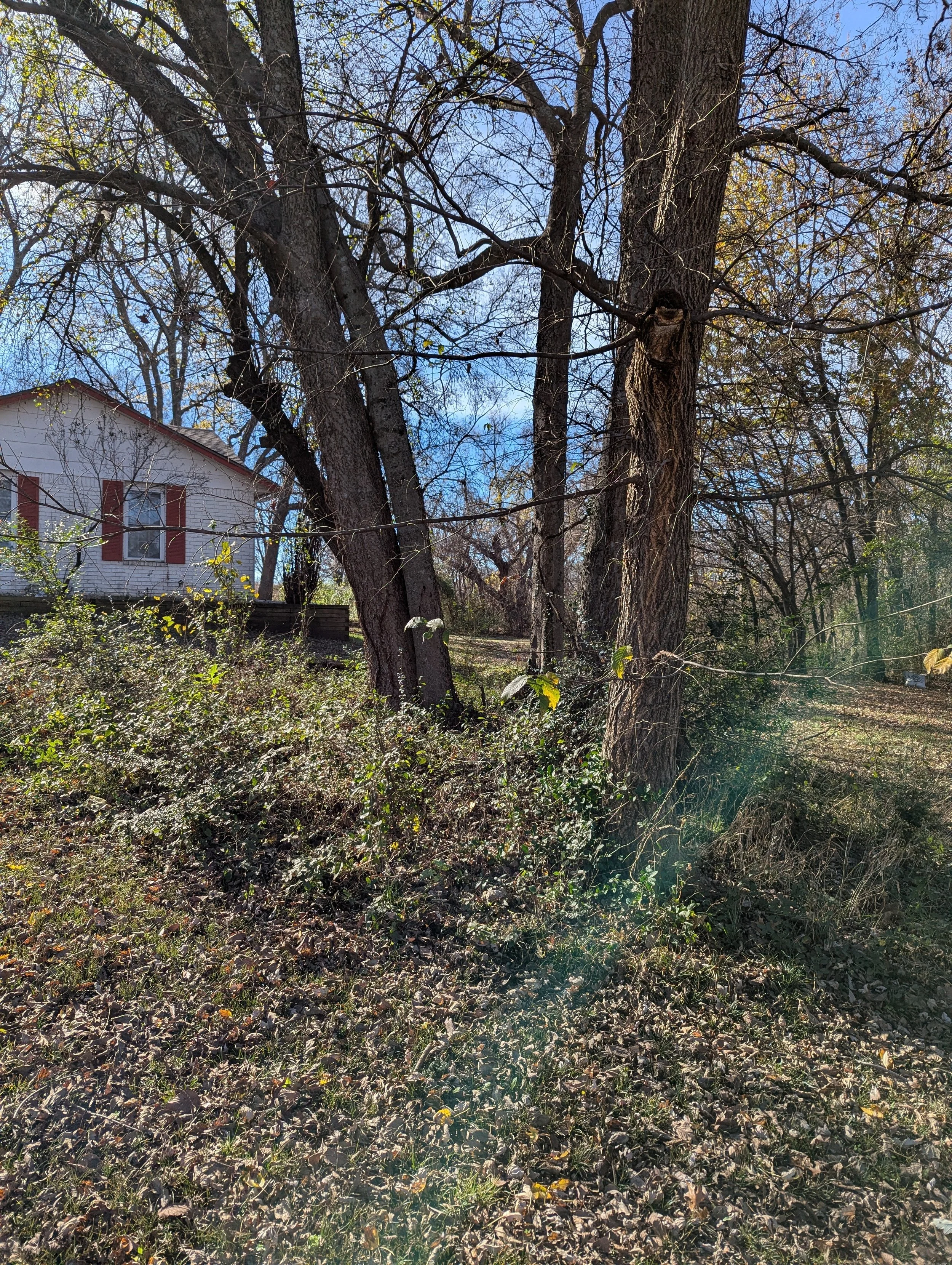 Before Brush Clearing - Claremore, OK