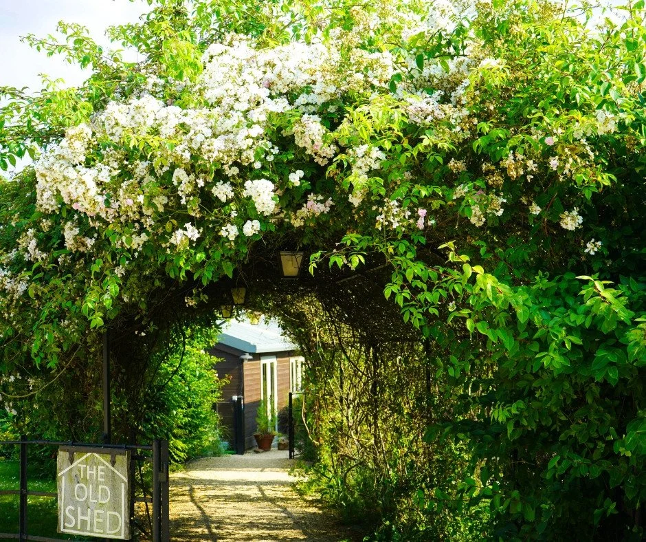 A garden archway covered with white and pink flowers, leading to a shed with a sign that reads 'The Old Shed'.