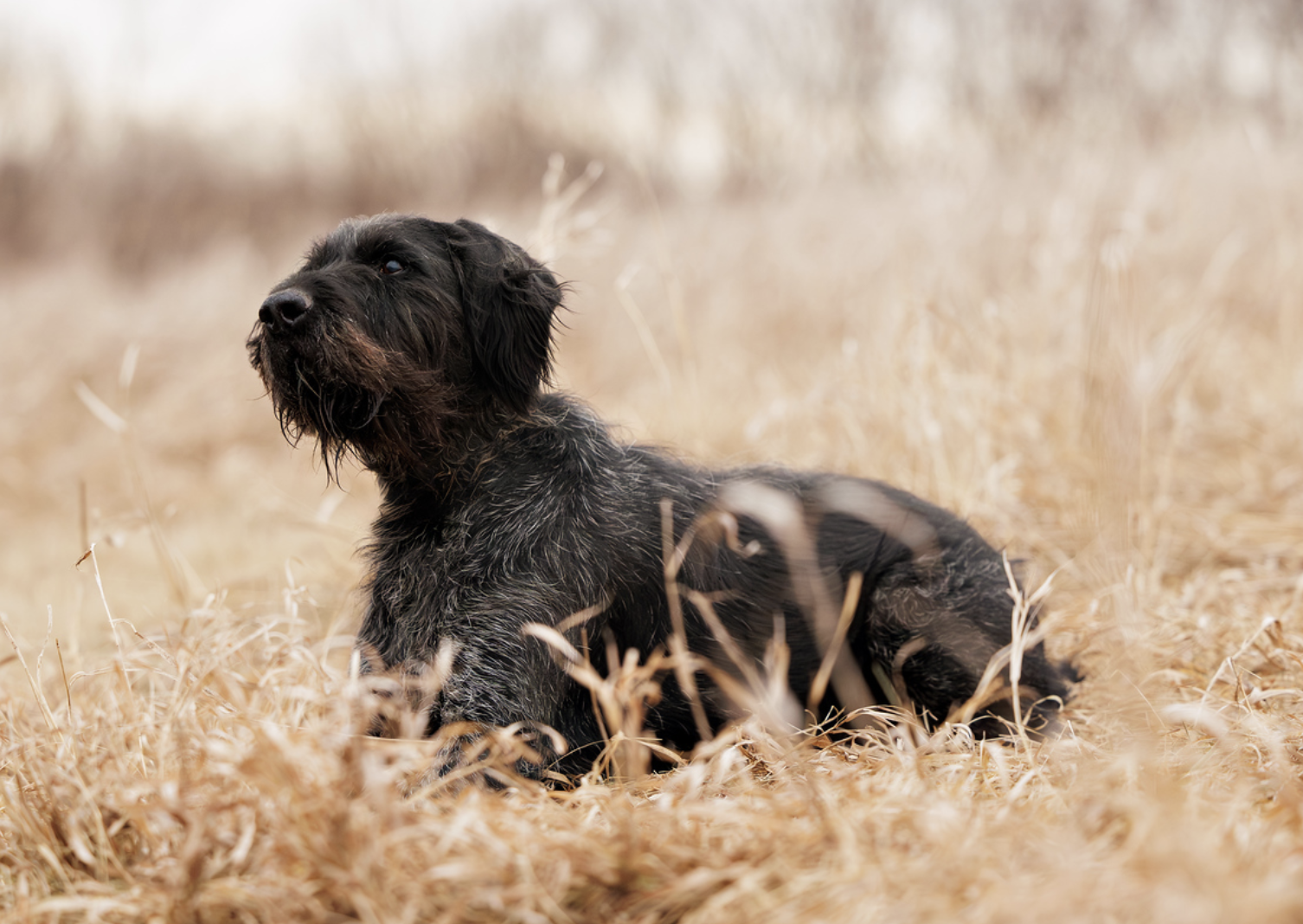 Mia vom Ike Deutsch Drahthaar resting in tall grass