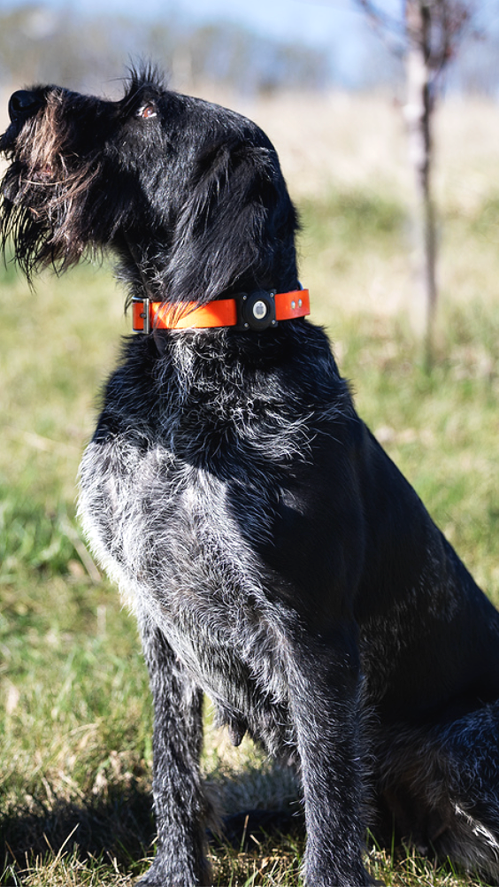 Mia vom Ike Deutsch Drahthaar sitting in the field wearing an orange tracking collar