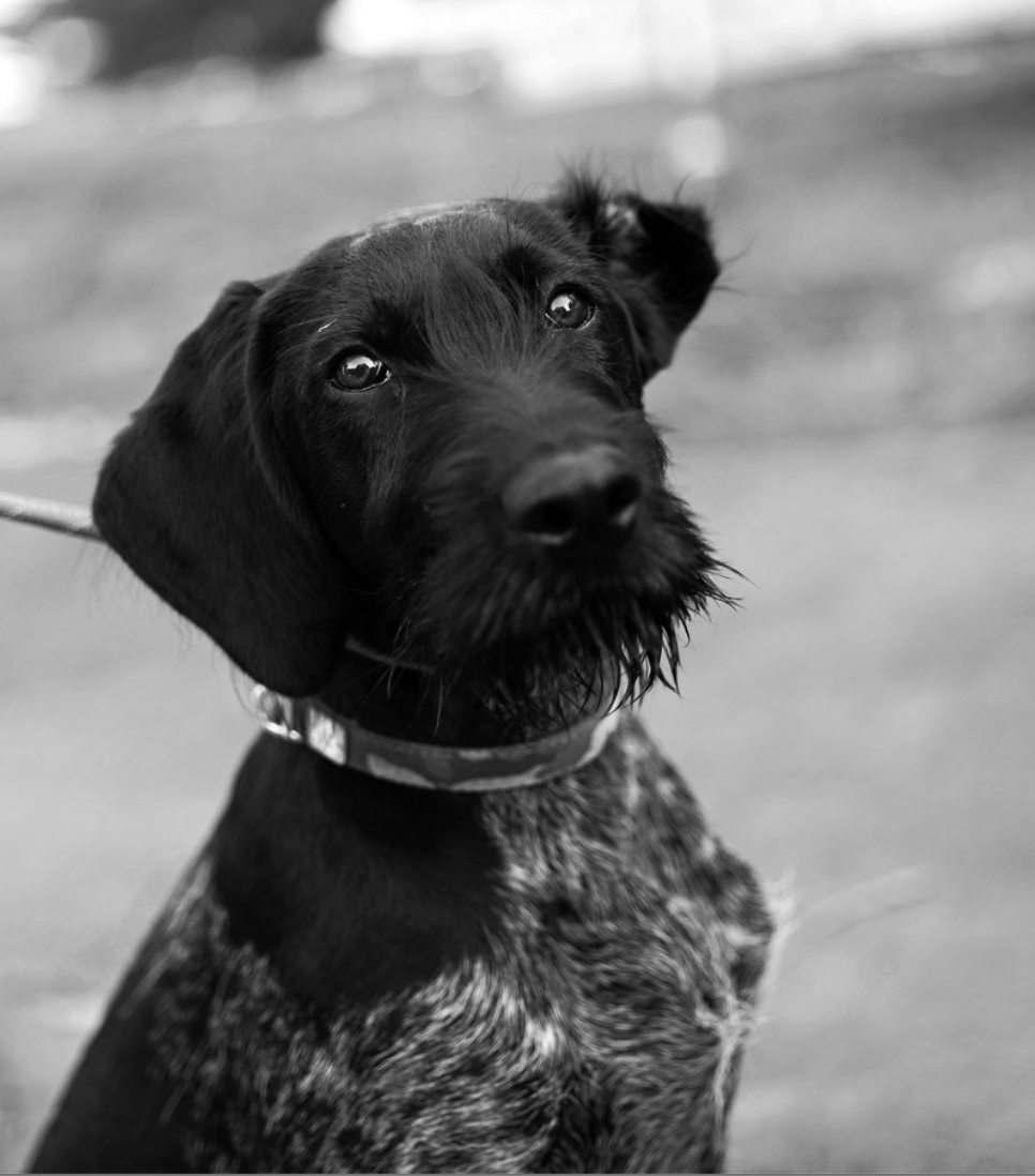 Maverick vom Ike Black and white portrait of a young Deutsch Drahthaar