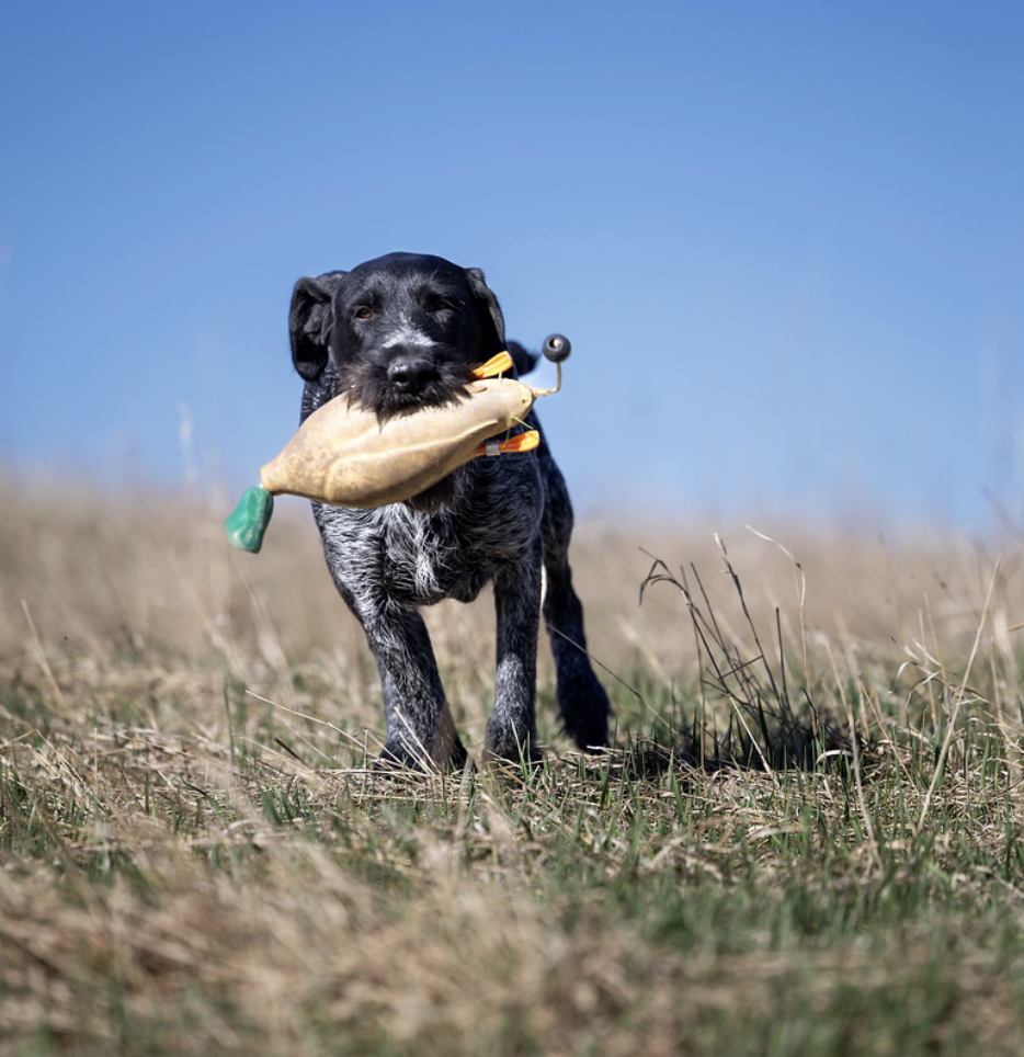 Tucker vom Ike Deutsch Drahthaar retrieving a training dummy in the field
