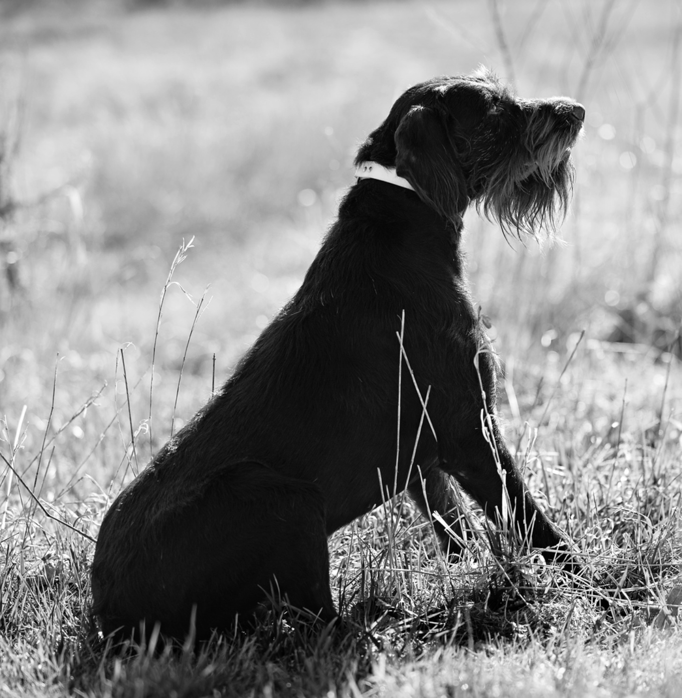 Harras II vom Mardarsteg, male Deutsch Drahthaar at Vom Ike Kennel