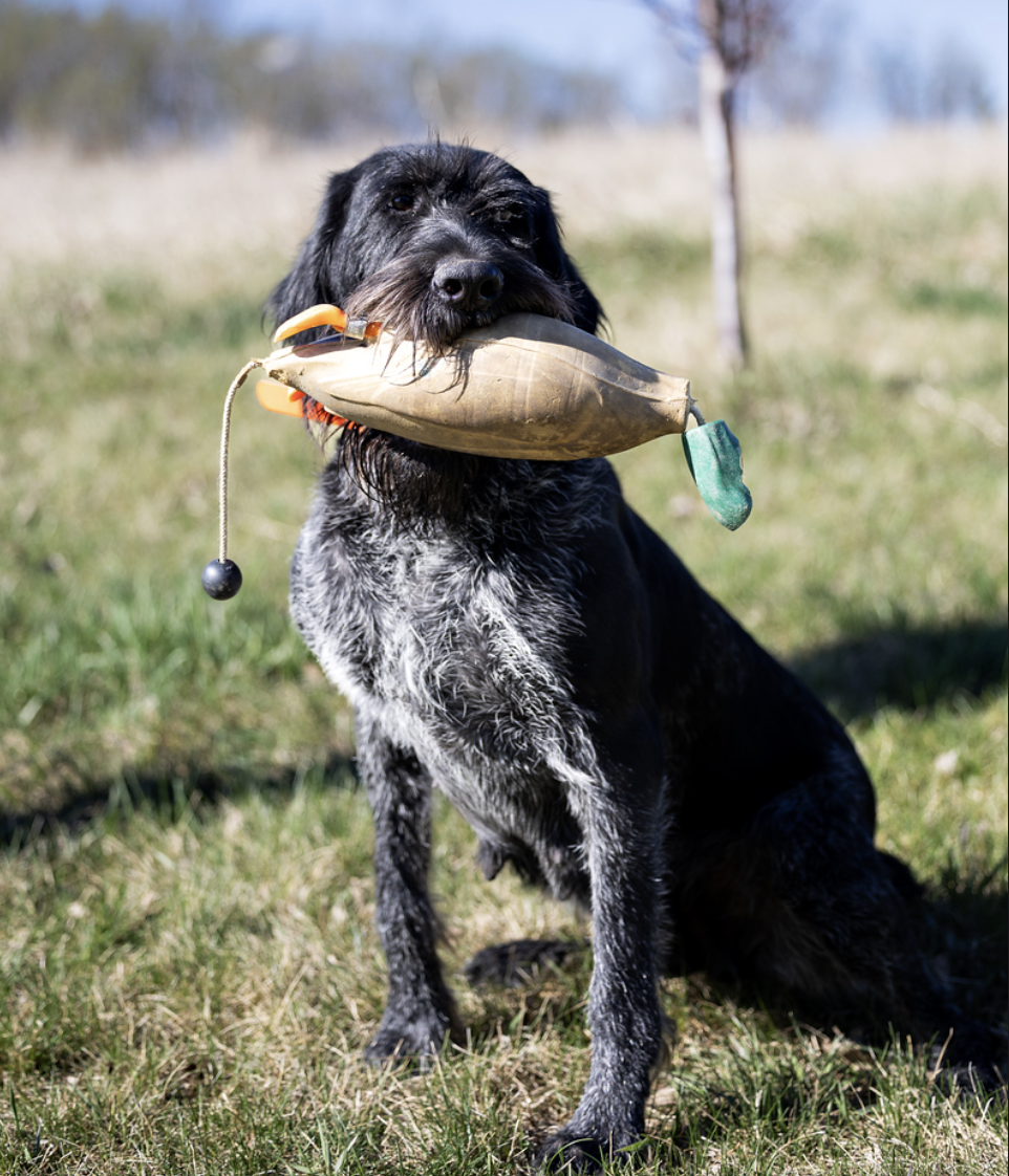 Mia vom Ike, female Deutsch Drahthaar holding a training dummy during field training