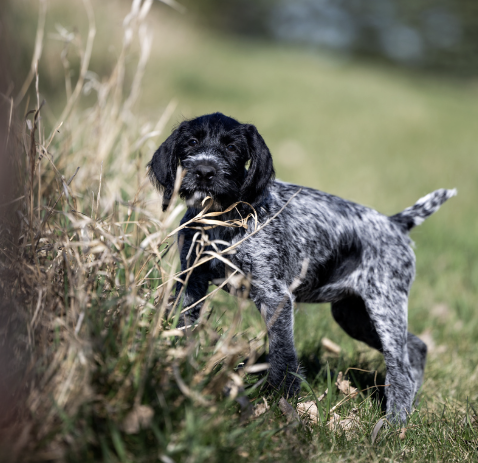 Deutsch Drahthaar puppy standing beside tall grass