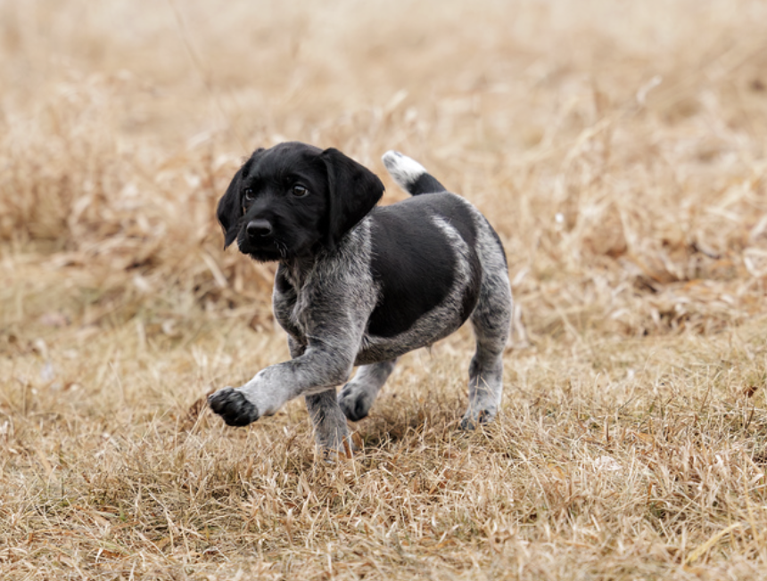 Deutsch Drahthaar puppy running through a field