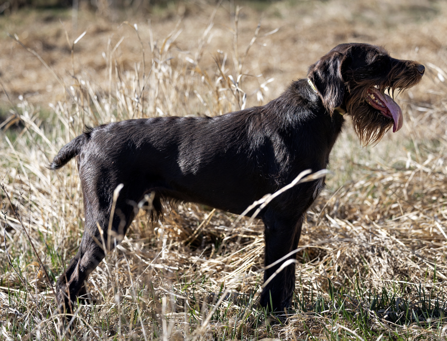 Harras II vom Mardarsteg Deutsch Drahthaar standing alert while working in the field