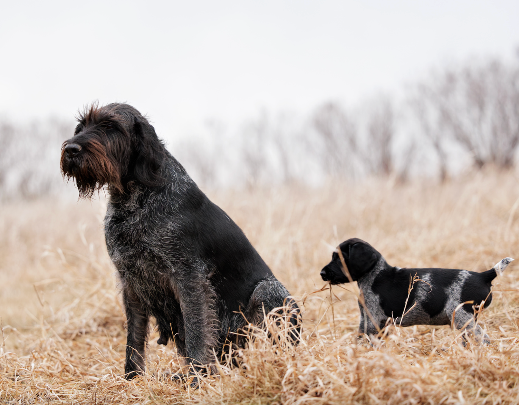 Gigi vom Ike Deutsch Drahthaar with a puppy in the field